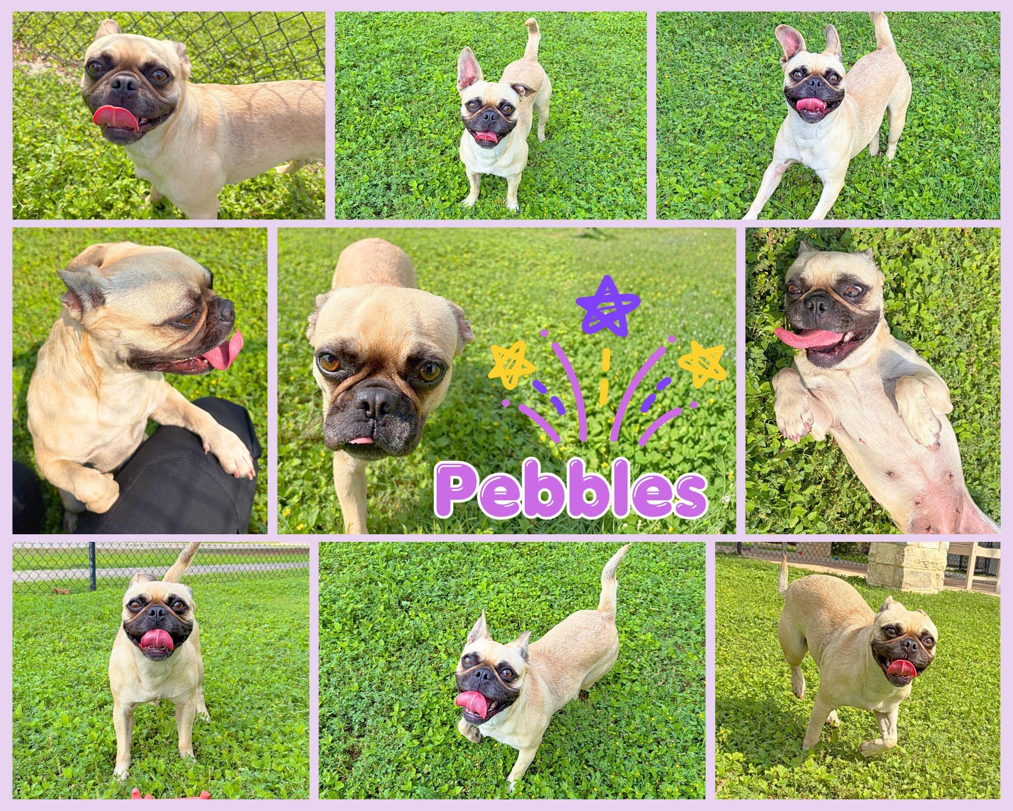 Pebbles, adopted, Adult Female Pug.
