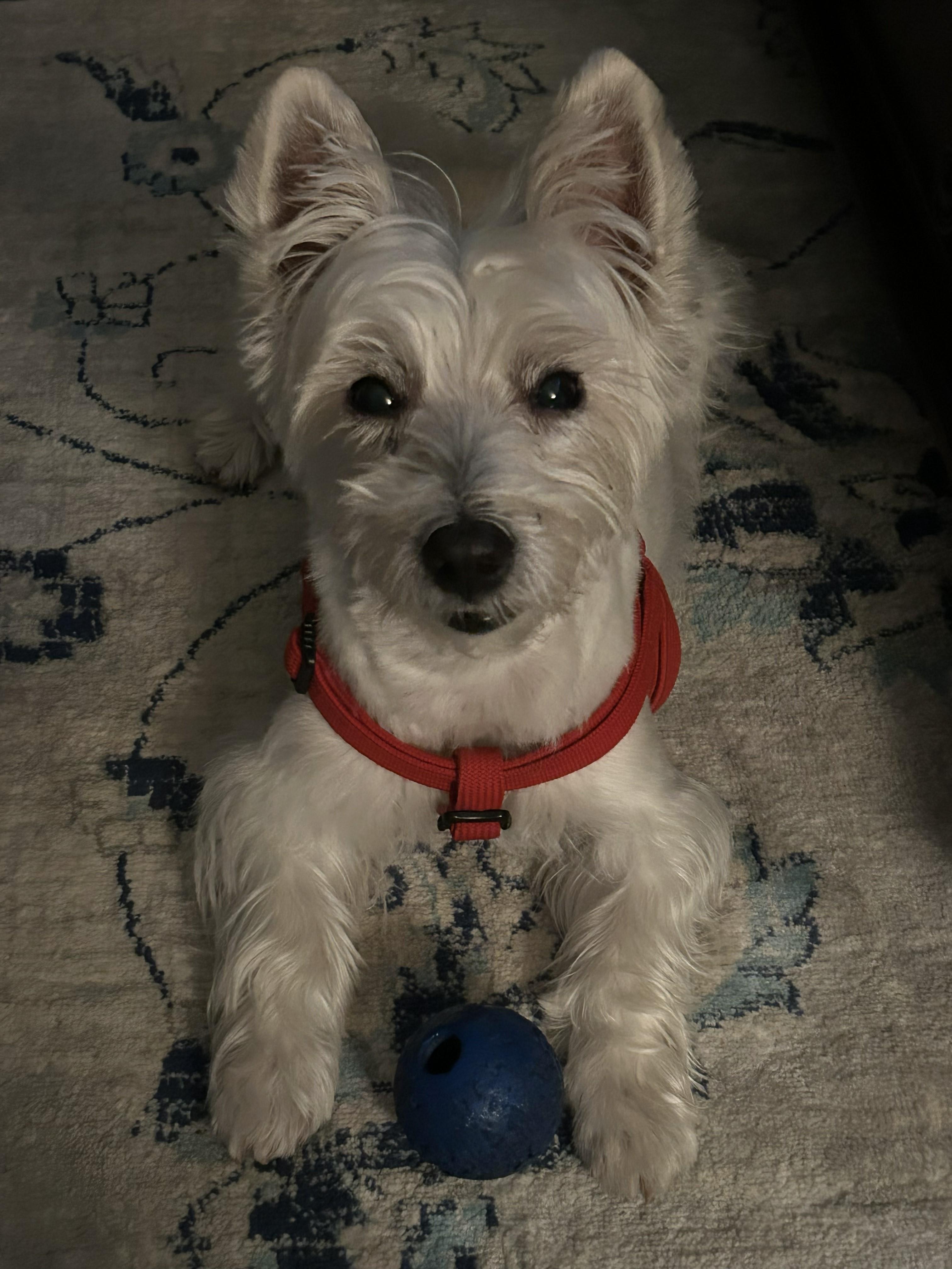 Molly, a Adoptable West Highland White Terrier / Westie in Plano, TX image 1/6