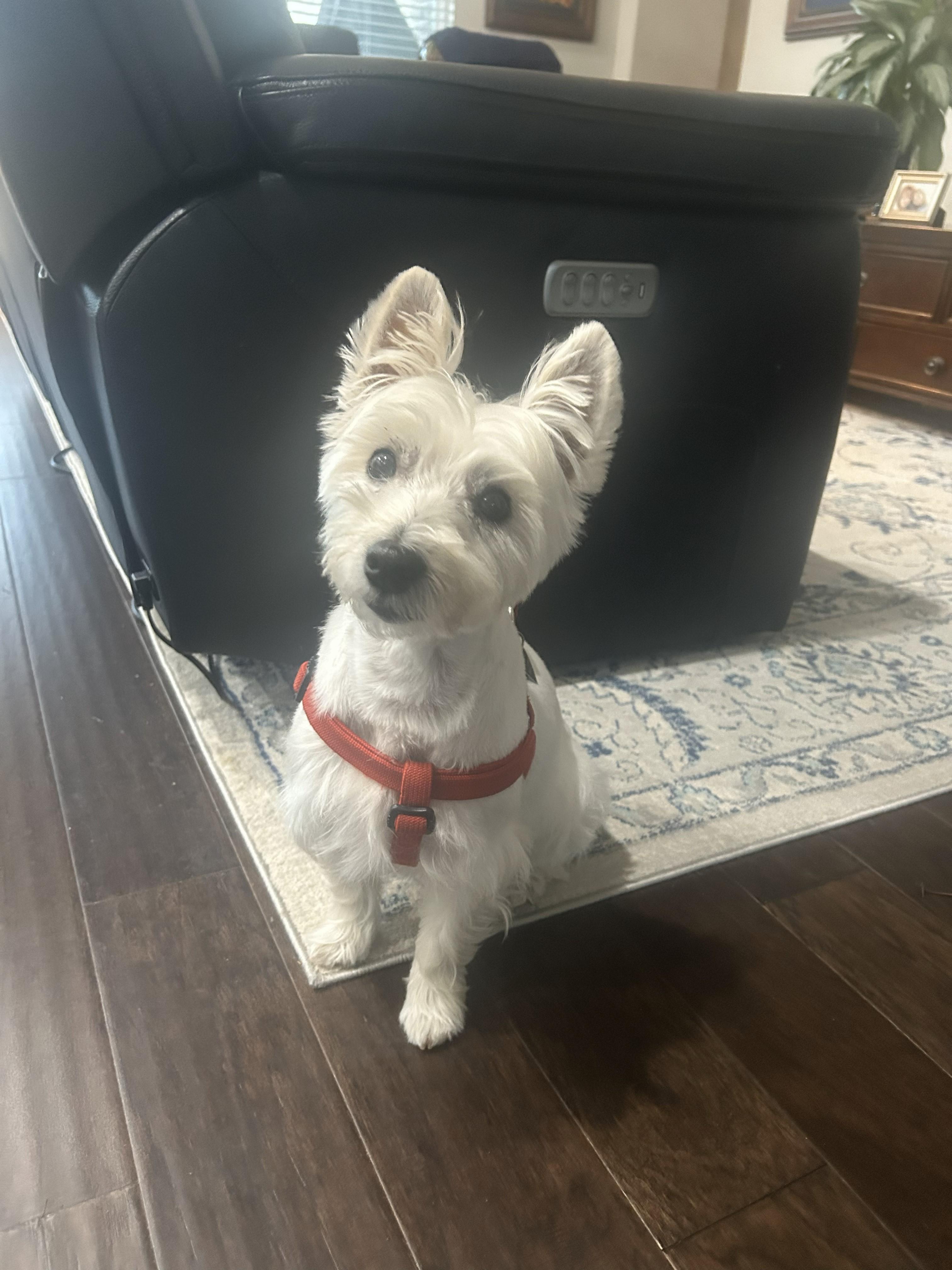 Molly, a Adoptable West Highland White Terrier / Westie in Plano, TX image 2/6