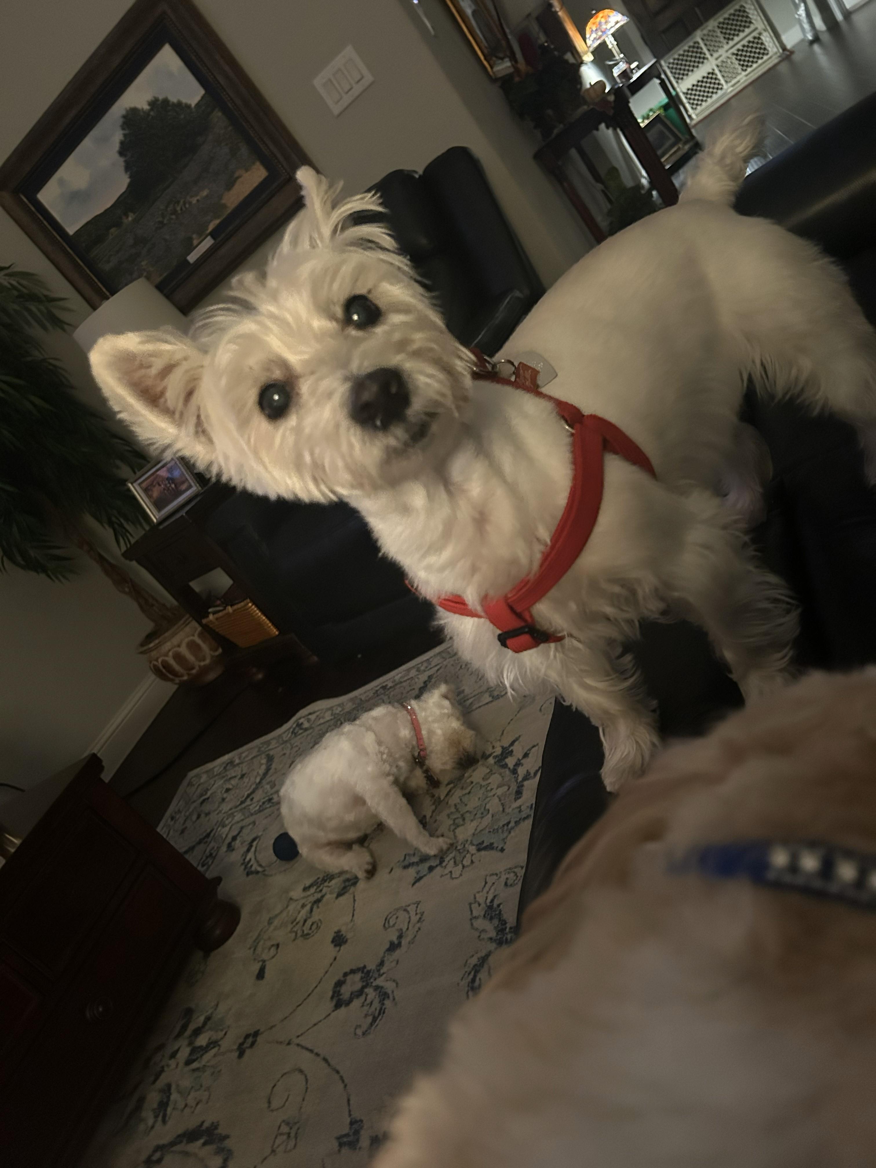 Molly, a Adoptable West Highland White Terrier / Westie in Plano, TX image 3/6