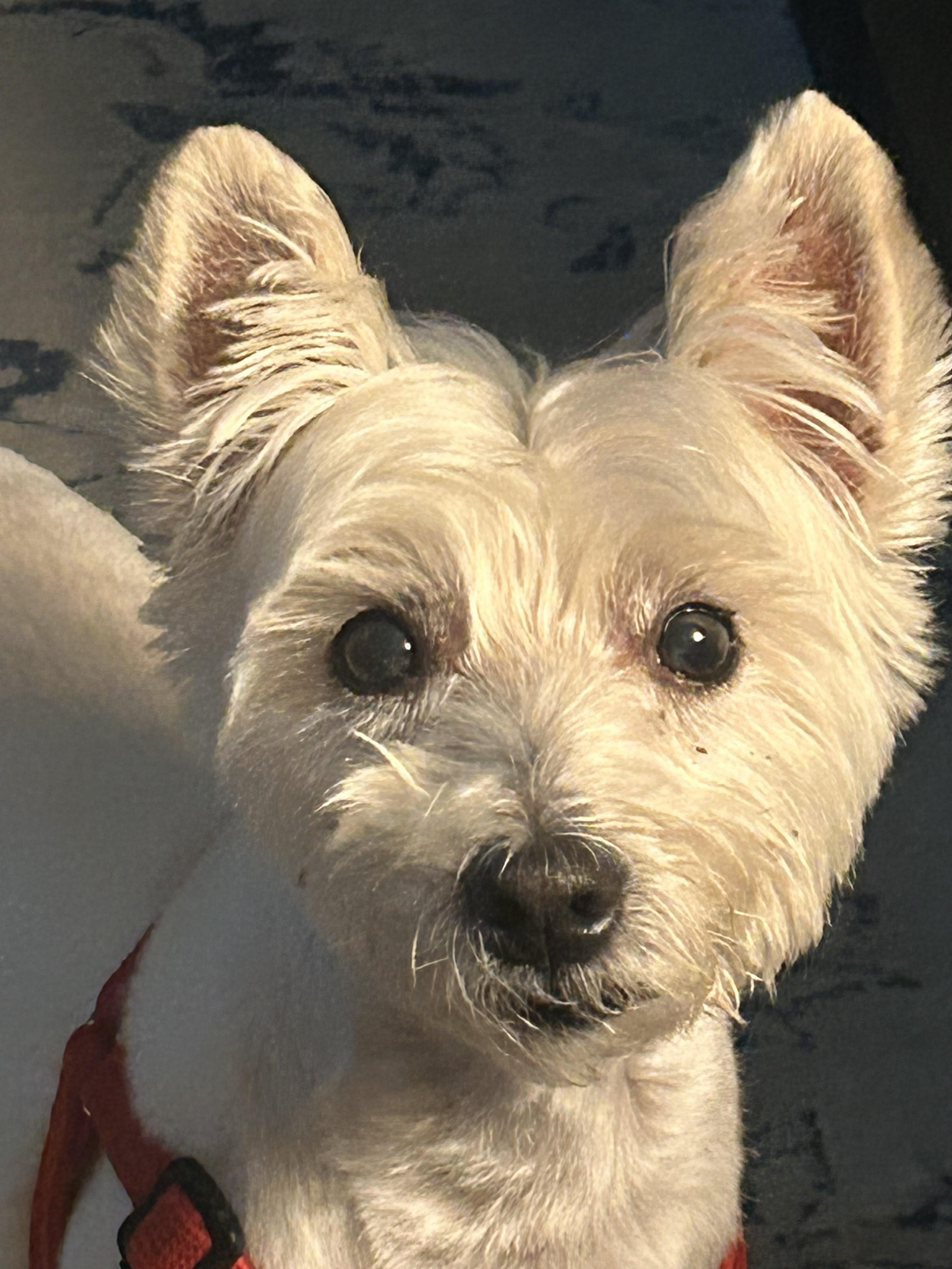 Molly, a Adoptable West Highland White Terrier / Westie in Plano, TX image 4/6