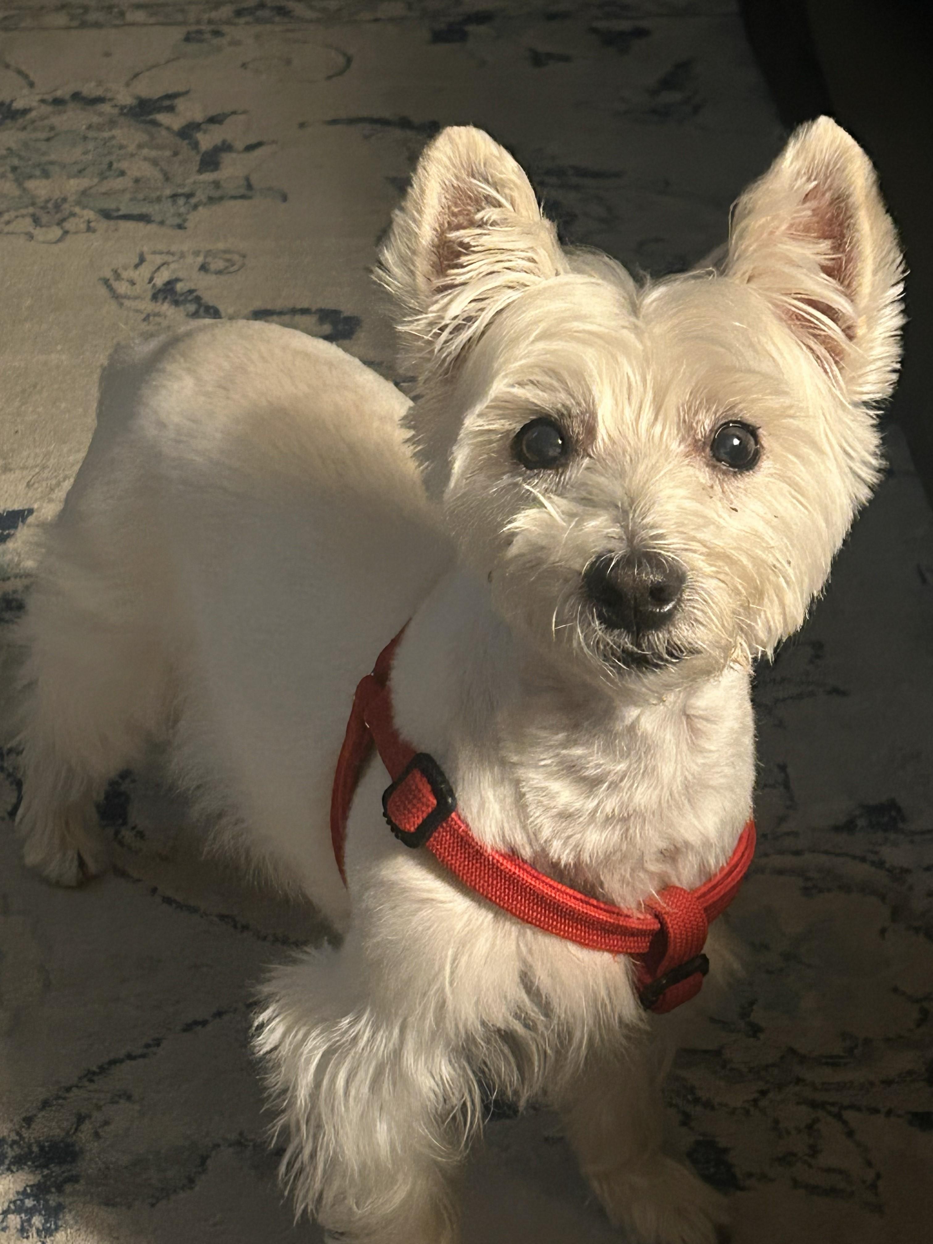 Molly, a Adoptable West Highland White Terrier / Westie in Plano, TX image 5/6