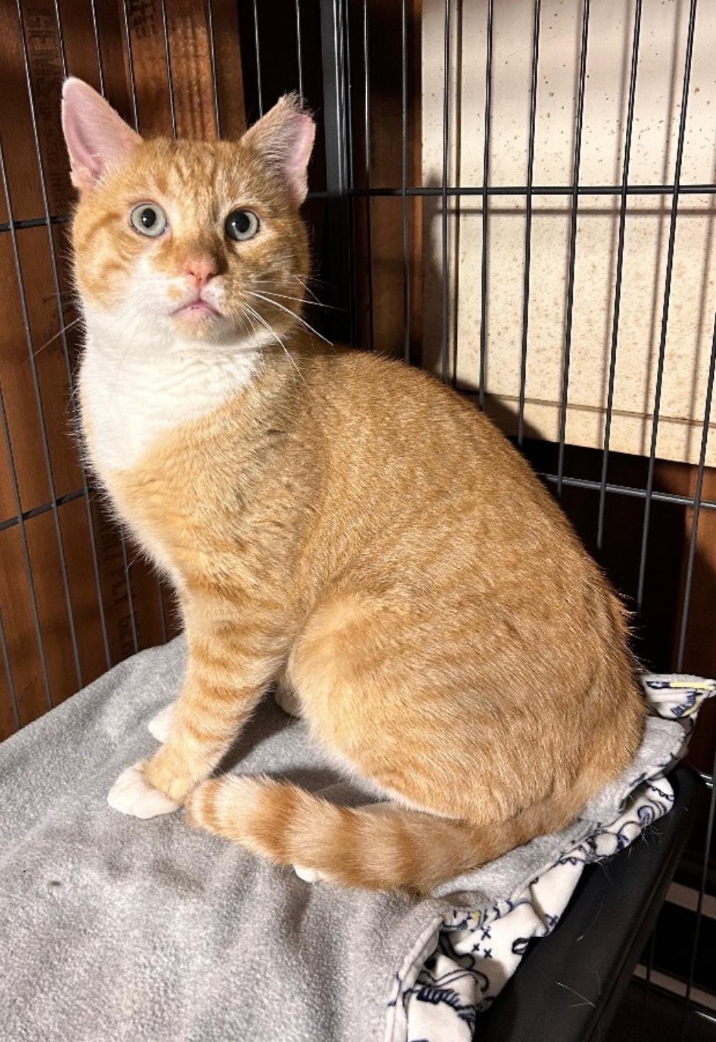 Max, a Adoptable Domestic Short Hair in Nutley, NJ image 2/3