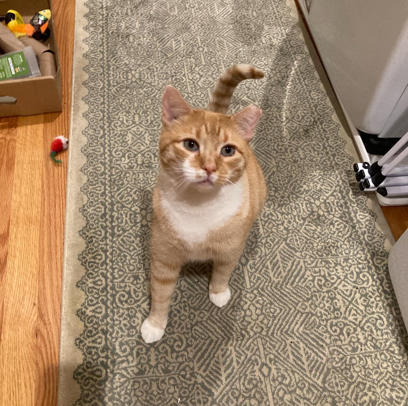 Max, a Adoptable Domestic Short Hair in Nutley, NJ image 1/3