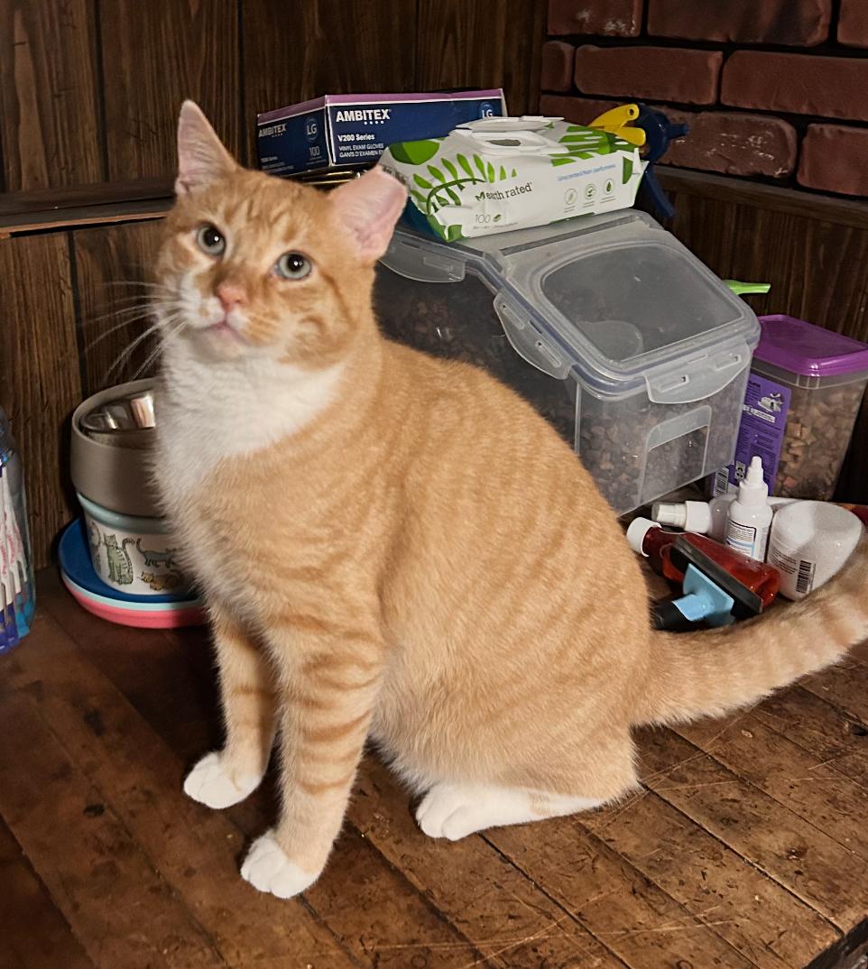 Max, Adoptable, Adult Male Domestic Short Hair.