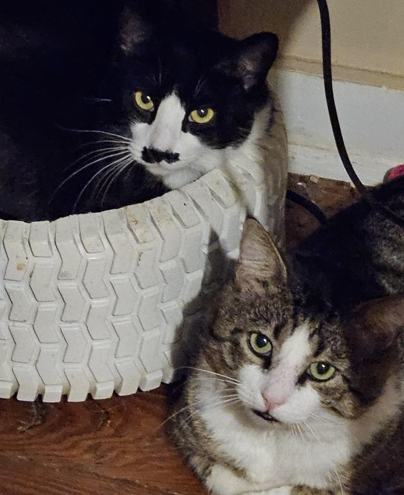 Enlarge Charlie Chaplin, a Adoptable Domestic Short Hair in Virginia Beach, VA image 1/2