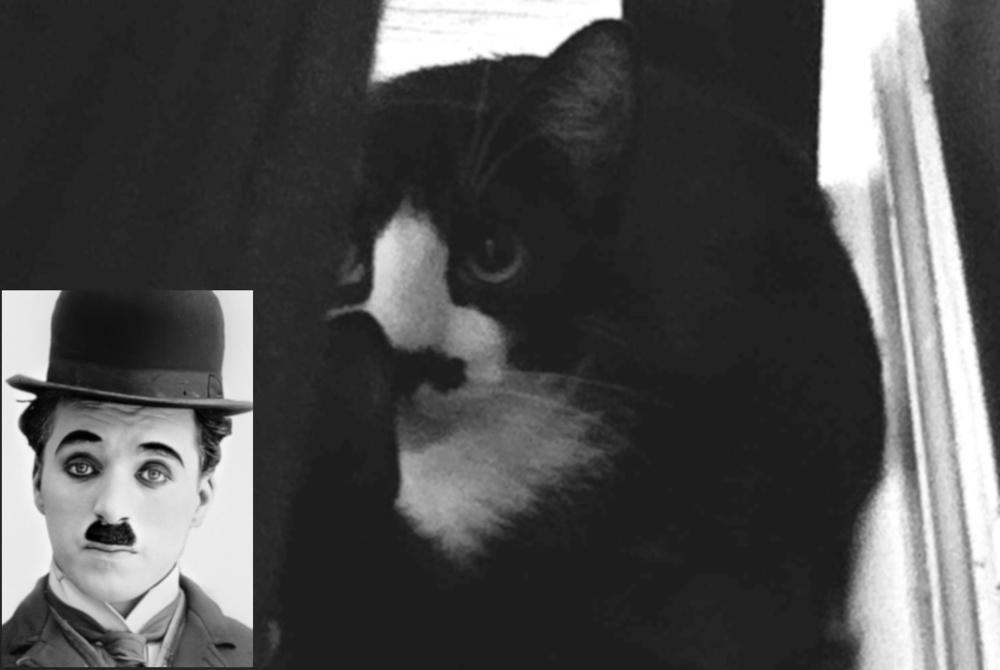 Enlarge Charlie Chaplin, a Adoptable Domestic Short Hair in Virginia Beach, VA image 2/2