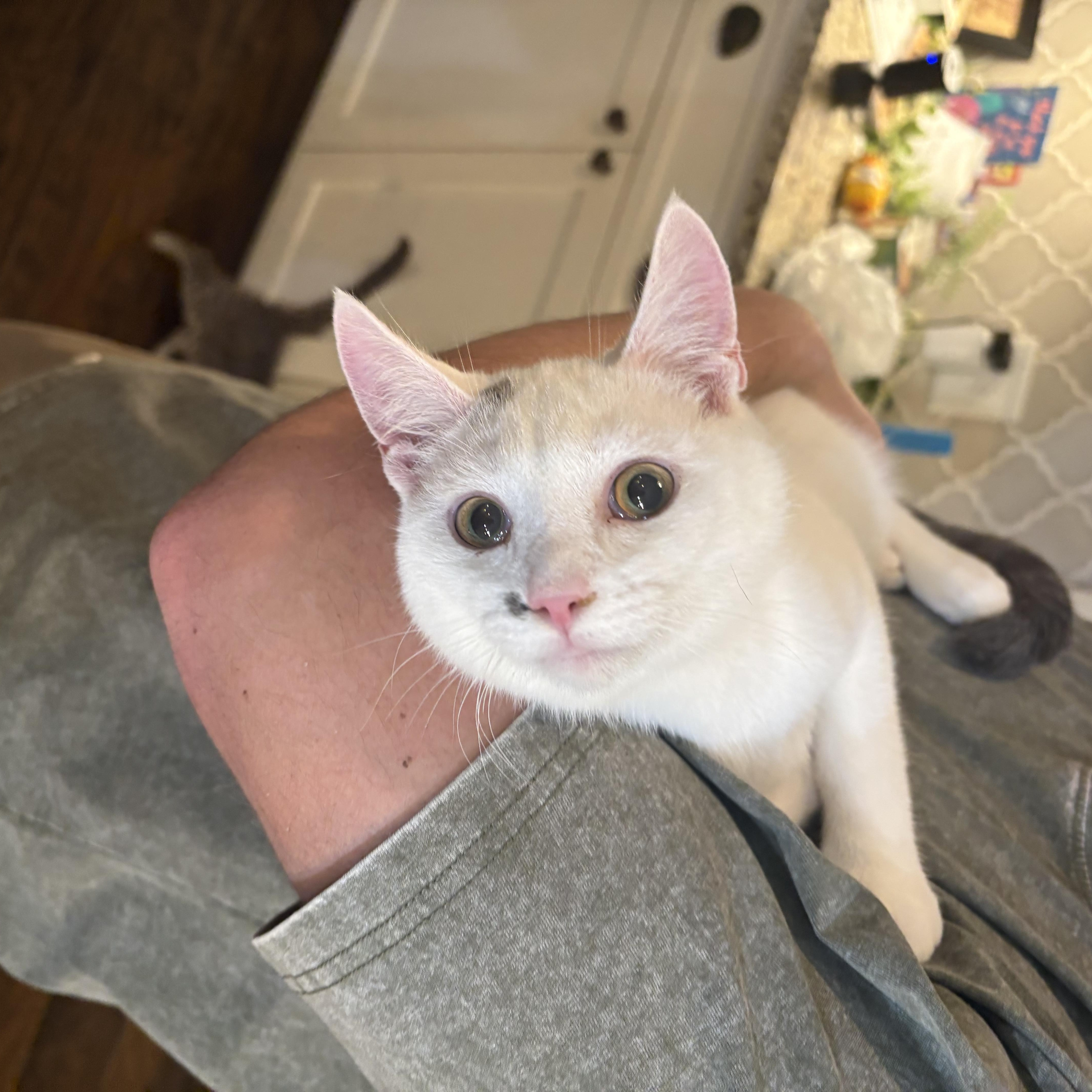 Scooter, an adopted Domestic Short Hair in Kannapolis, NC image 1/3