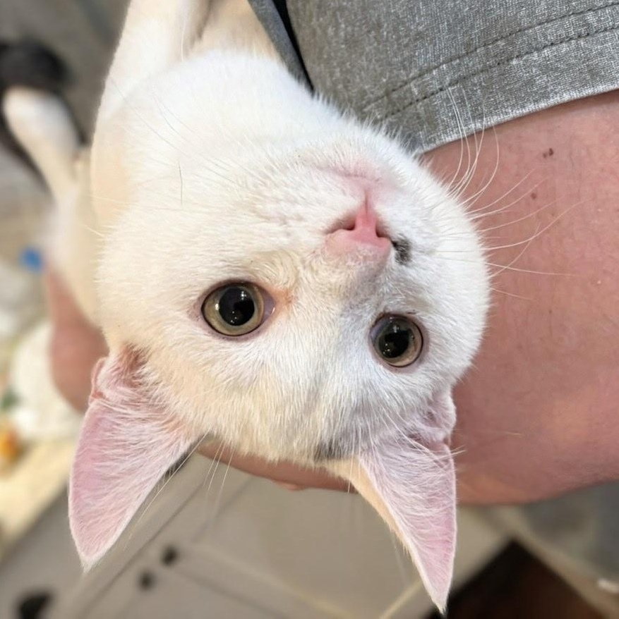 Scooter, an adopted Domestic Short Hair in Kannapolis, NC image 2/3