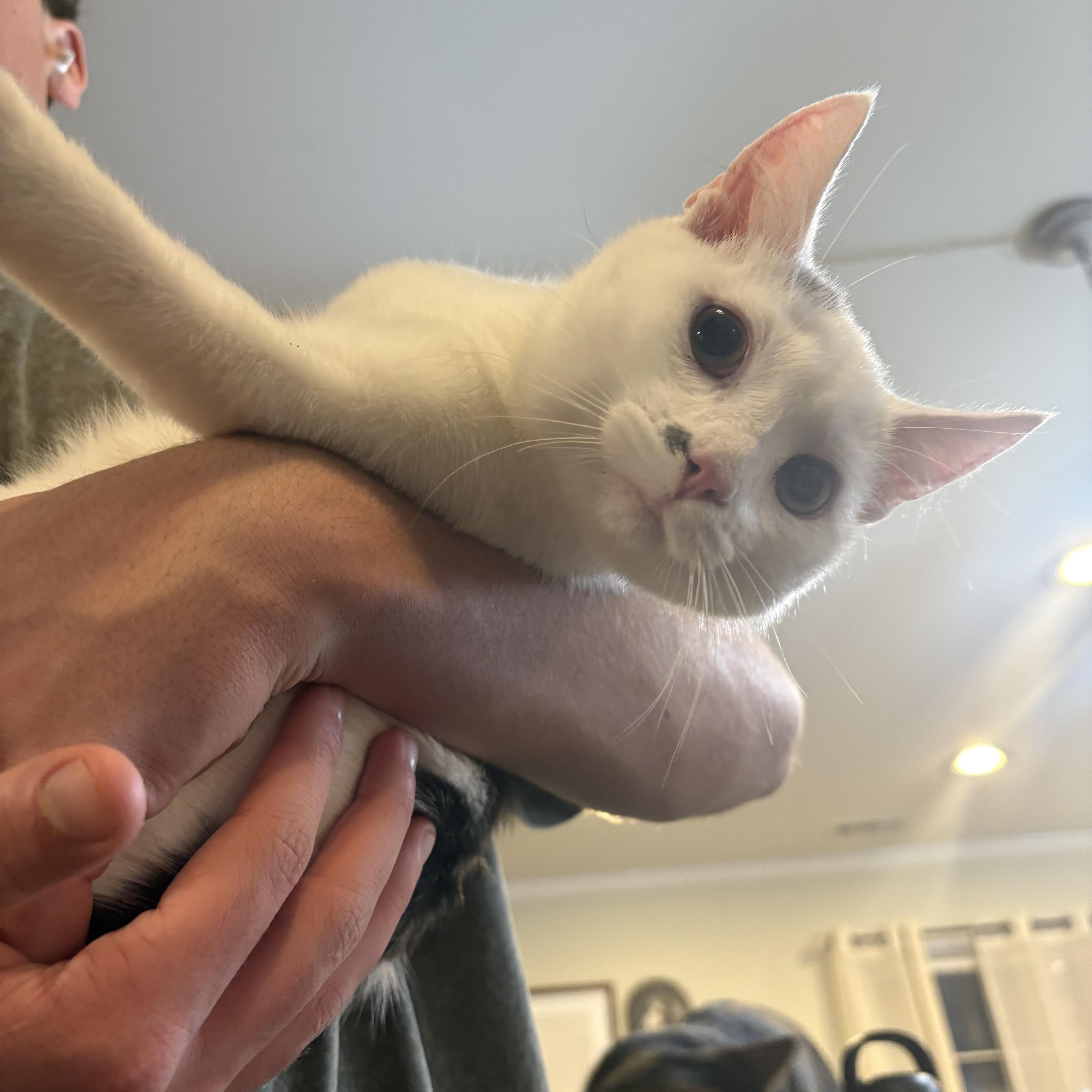 Scooter, an adopted Domestic Short Hair in Kannapolis, NC image 3/3