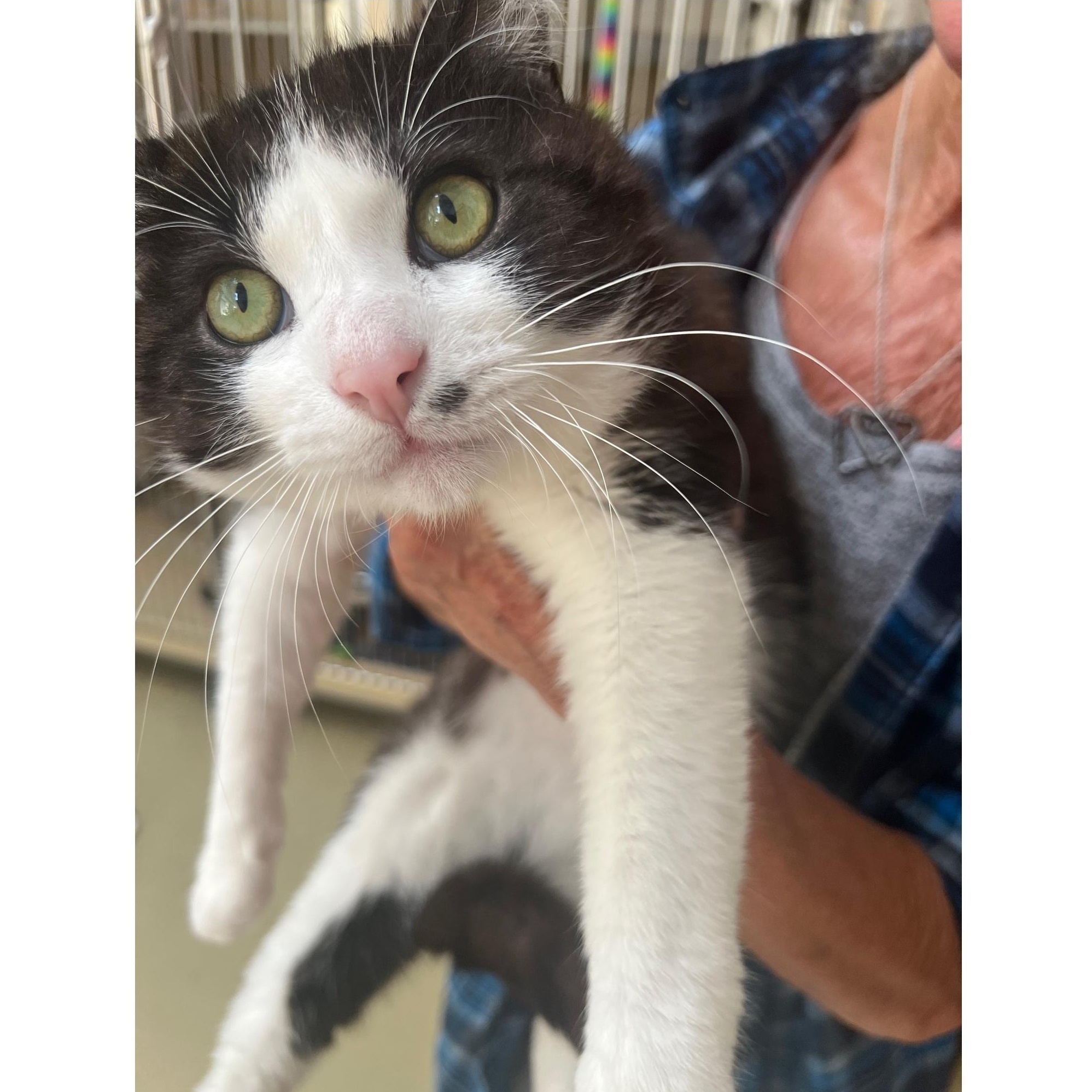 Milo Vienetta, Senior Male Tabby