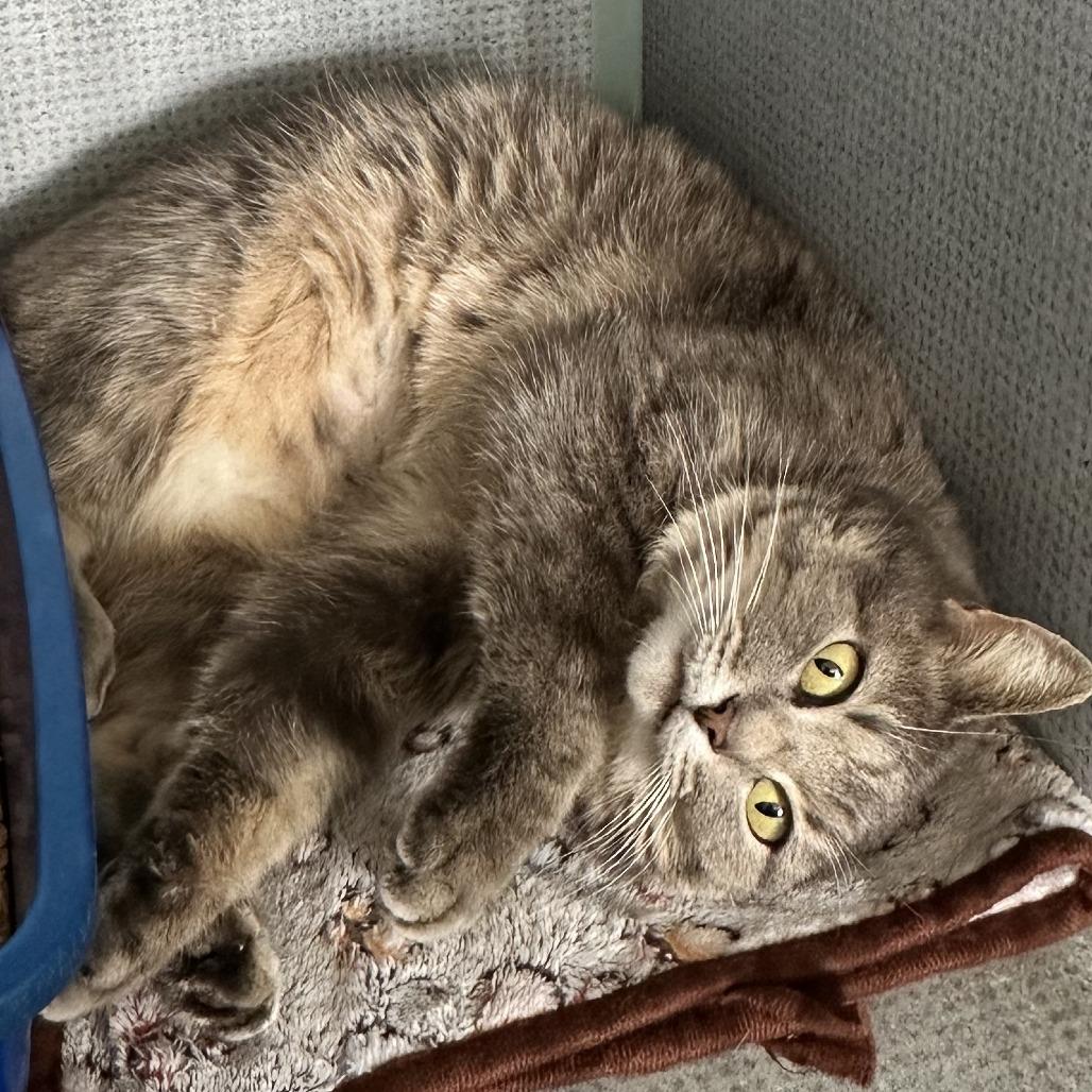 Catalina, Adoptable, Adult Female Domestic Short Hair.