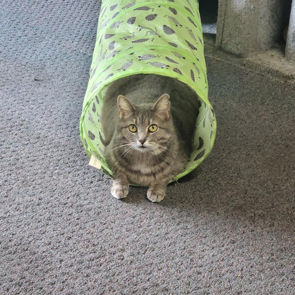 Enlarge Catalina, a Adoptable Domestic Short Hair in Russellville, KY image 2/2