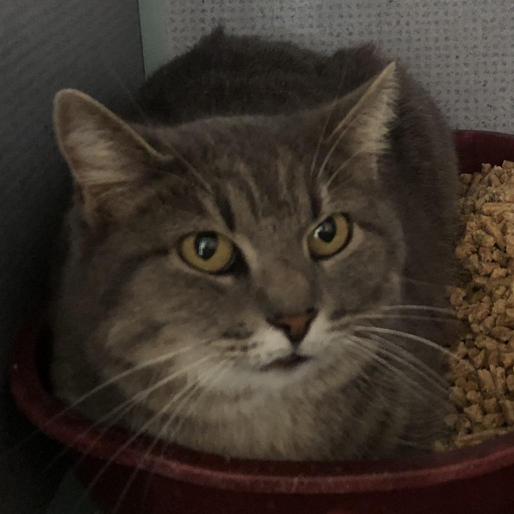 Catalina, Adoptable, Adult Female Domestic Short Hair.