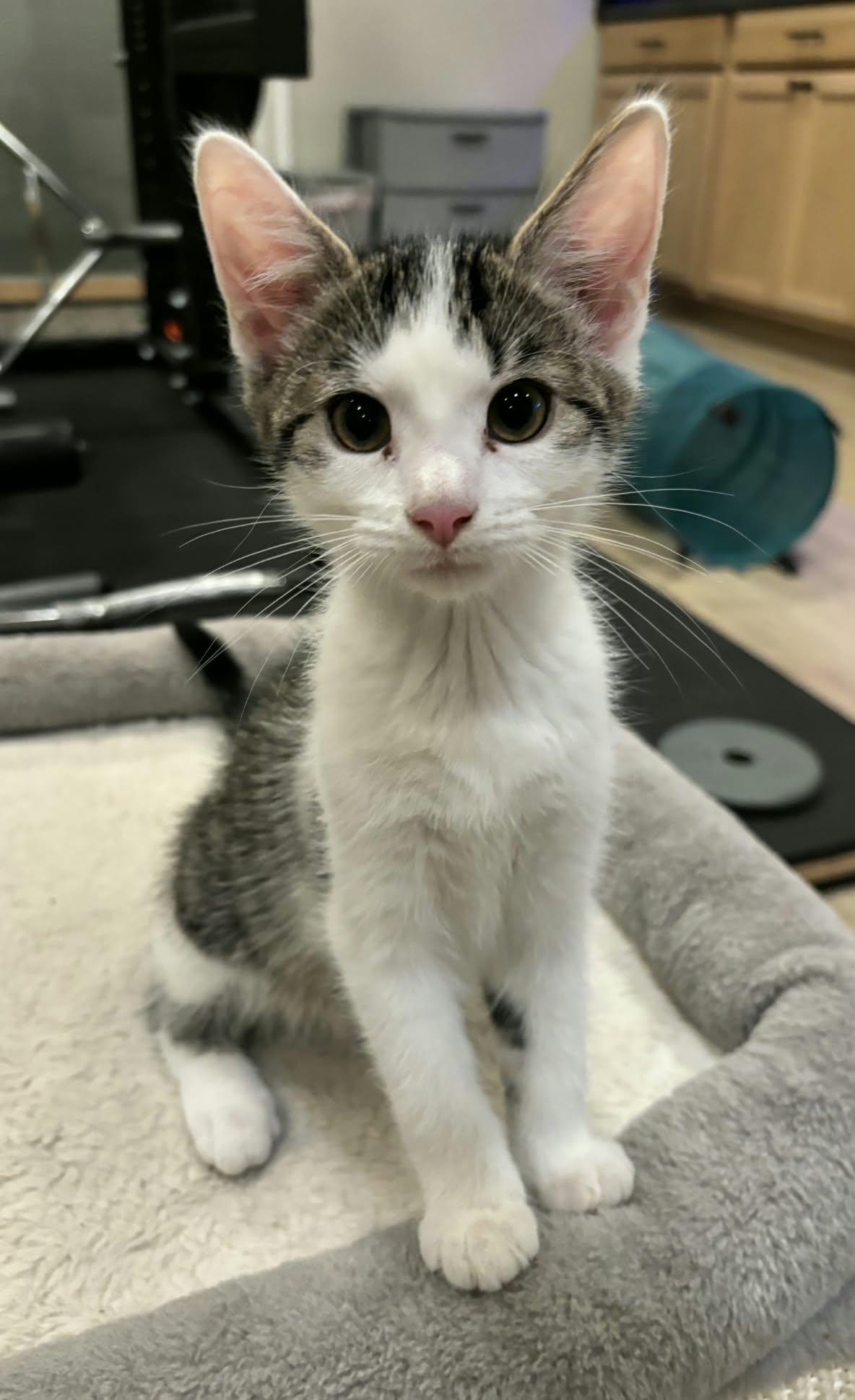 Dusky, Adopted, Kitten Male Domestic Short Hair.
