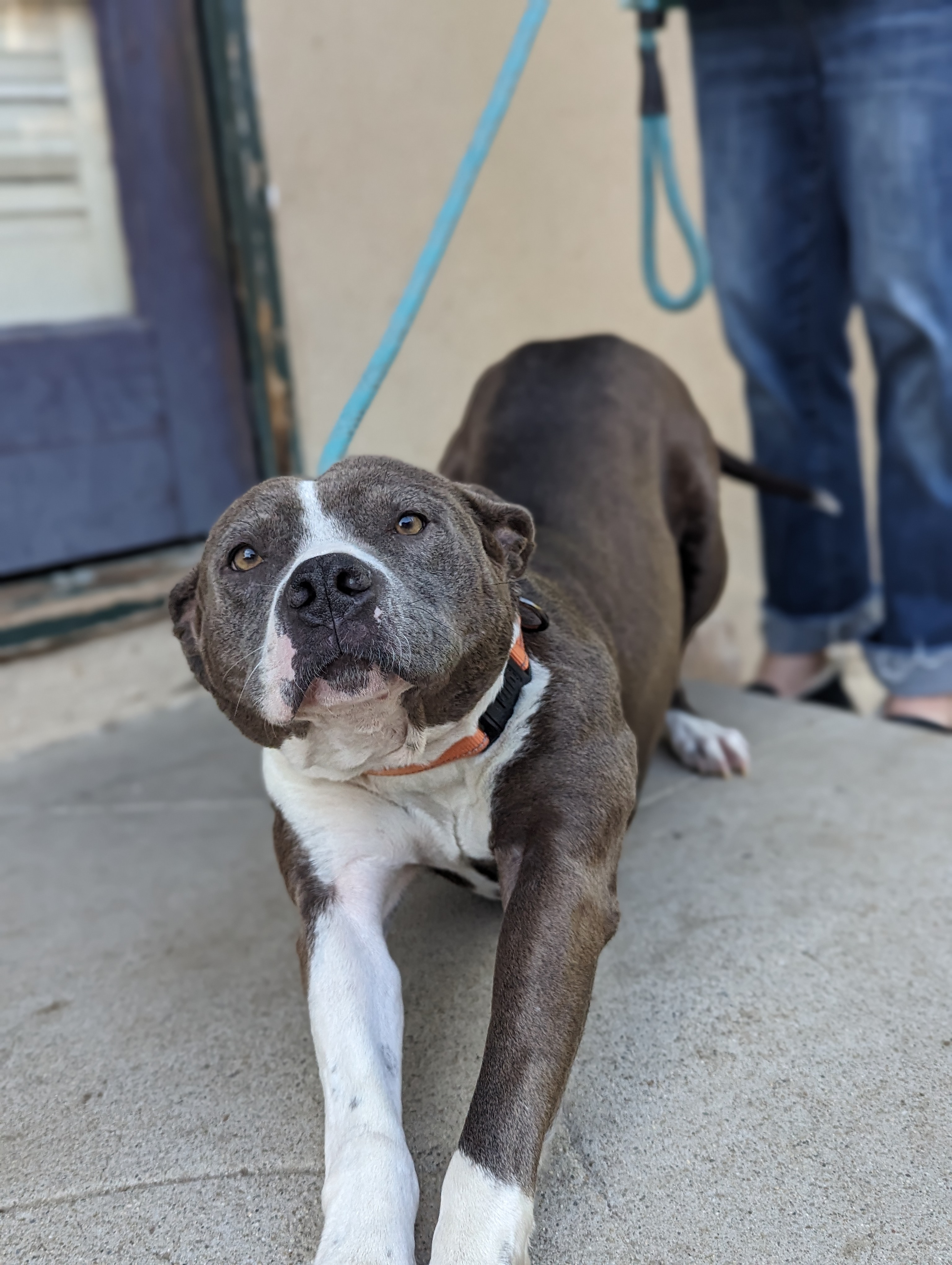 Vogue, Adopted, Adult Female Pit Bull Terrier.