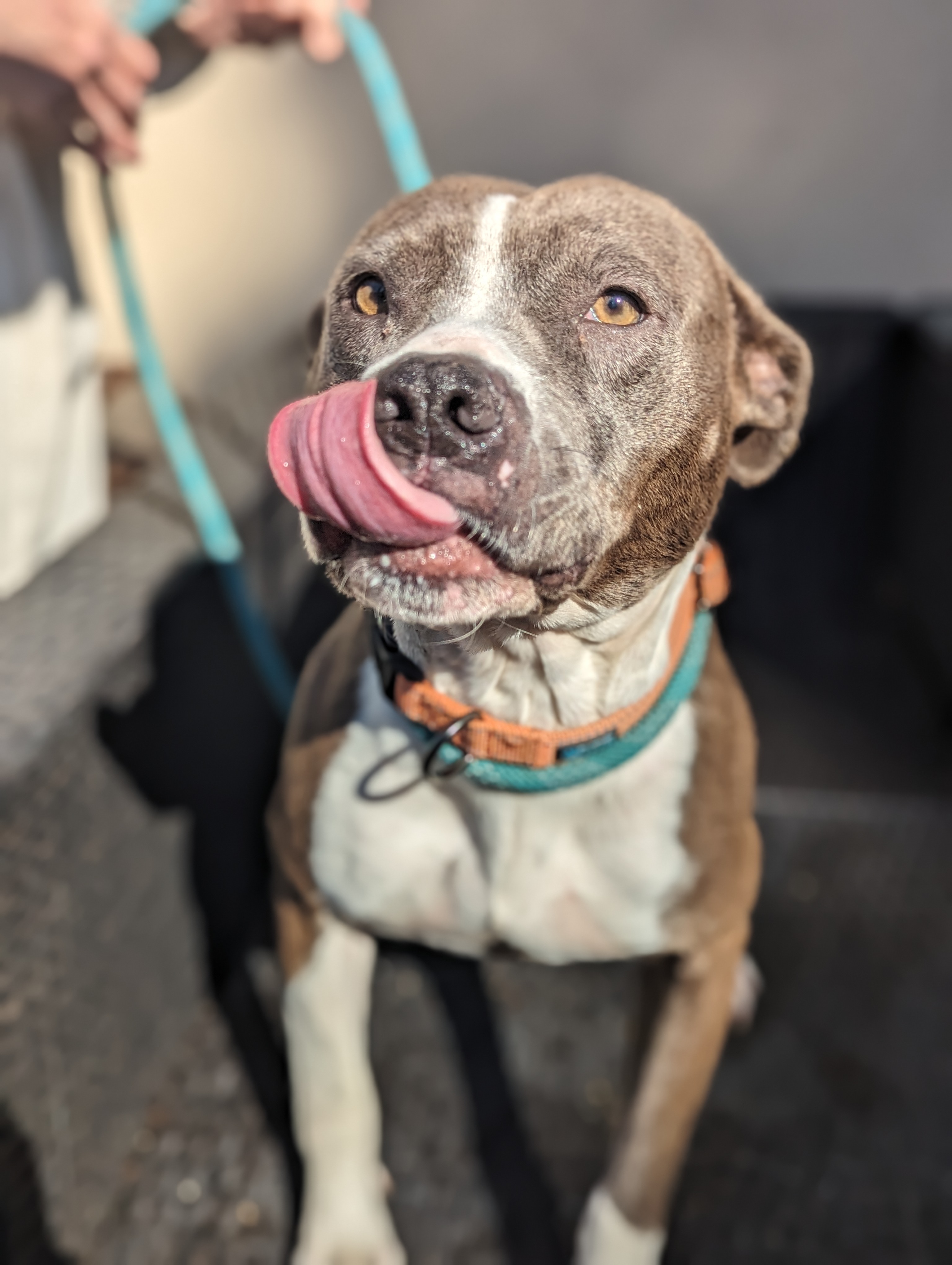 Vogue, Adopted, Adult Female Pit Bull Terrier.