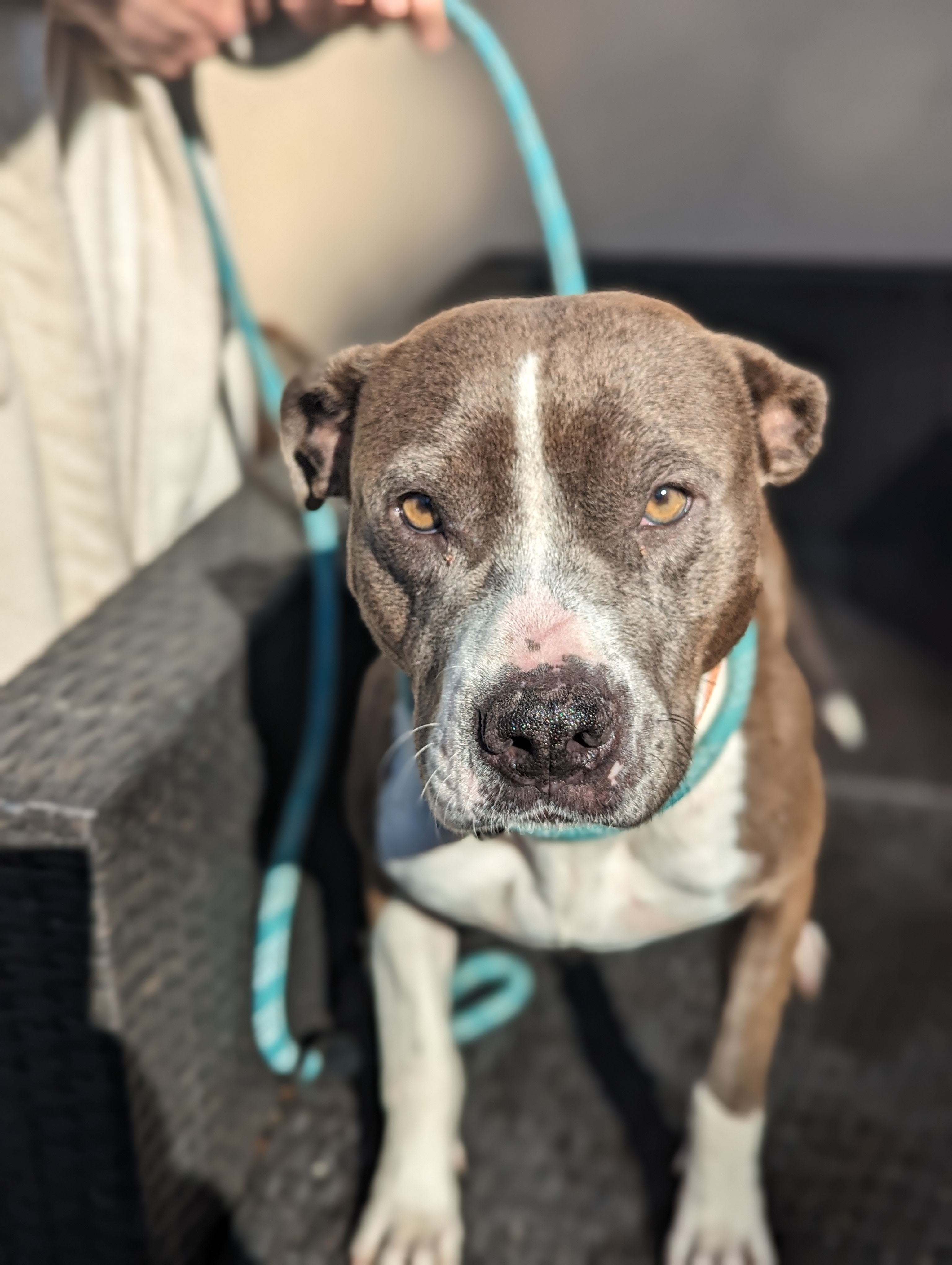 Enlarge Vogue, a Adopted Pit Bull Terrier in BAKERSFIELD, CA image 3/4