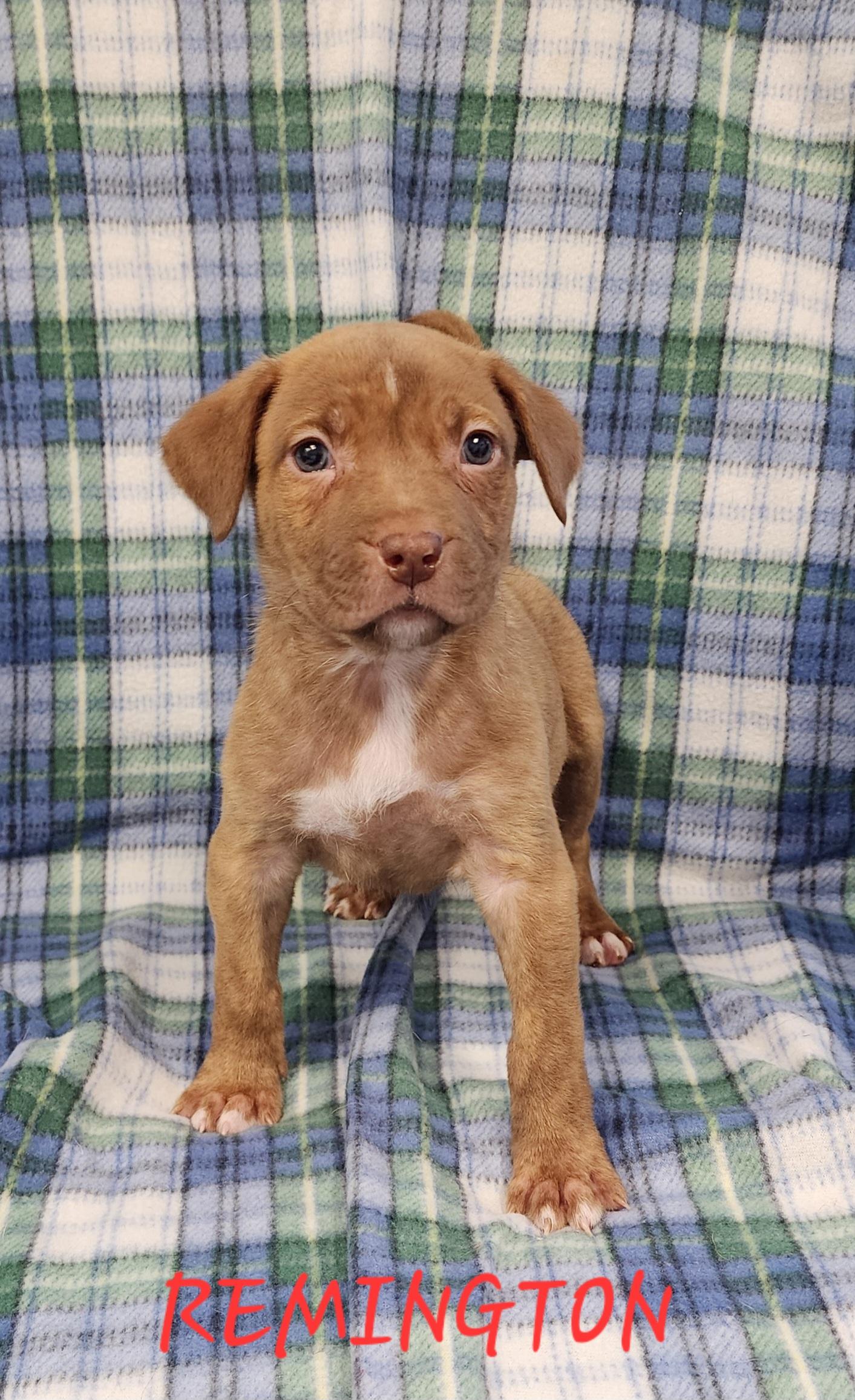 Remington
