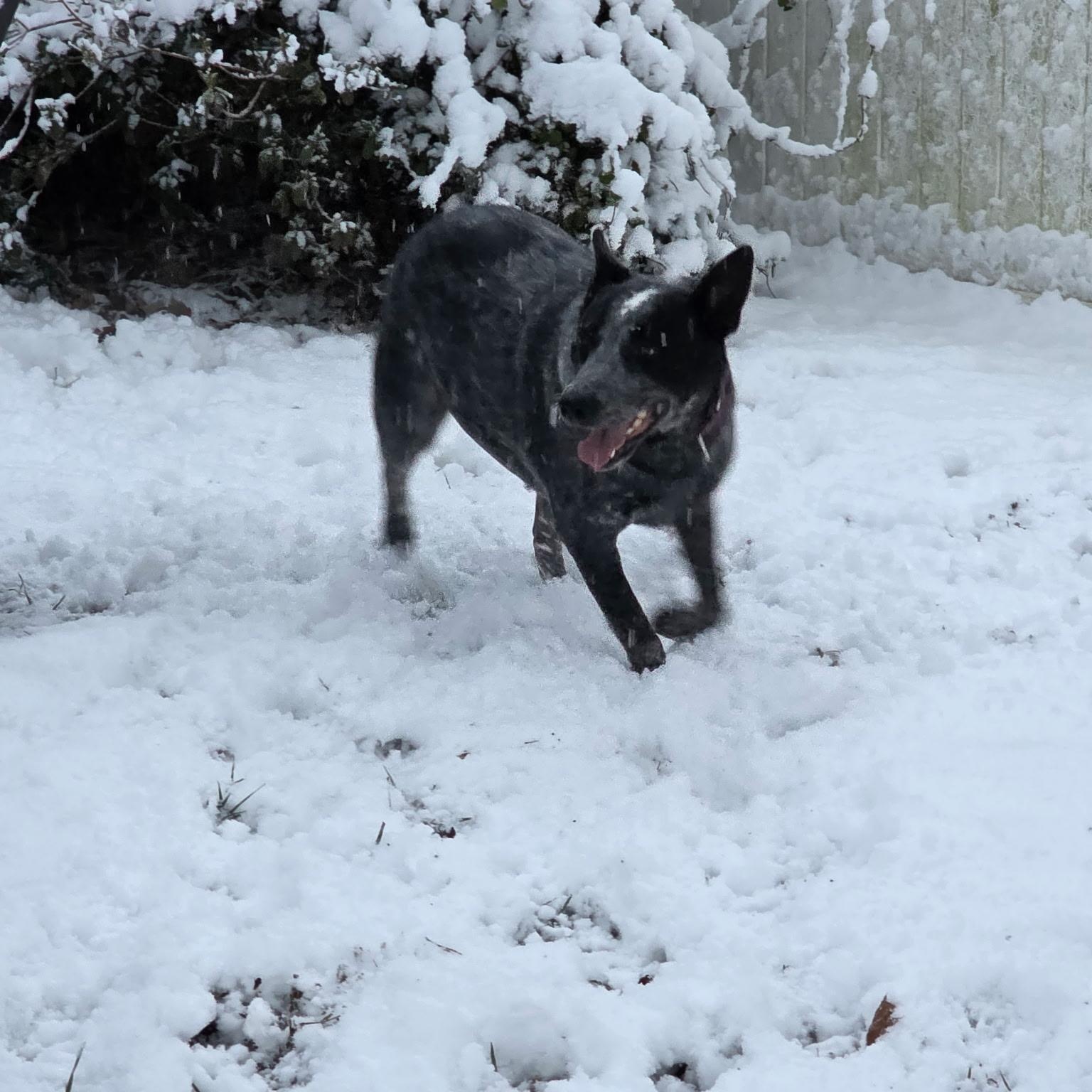 Enlarge Lucy, a Adoptable mixed breed in Willow Grove, PA image 3/6