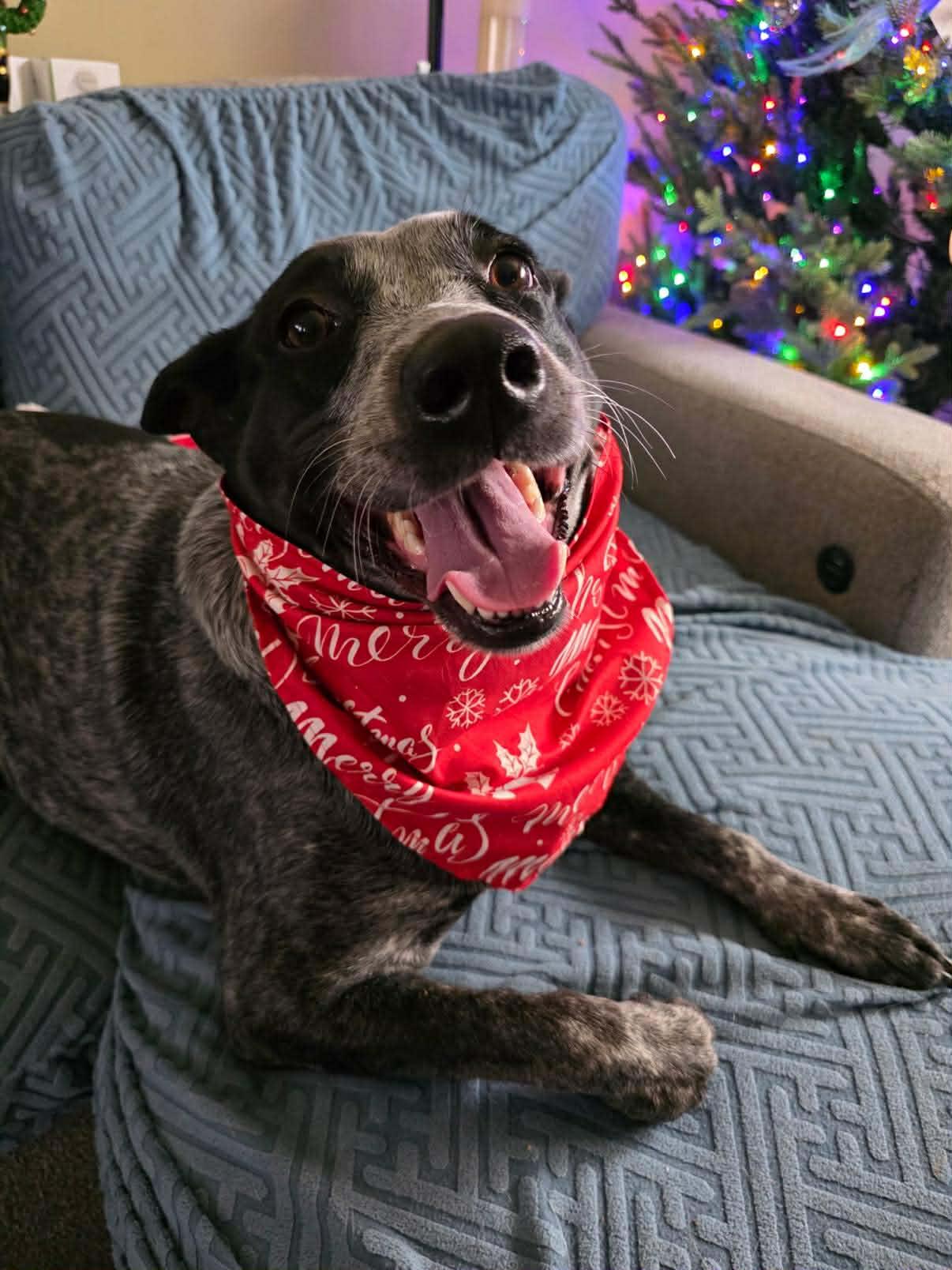 Enlarge Lucy, a Adoptable mixed breed in Willow Grove, PA image 4/6