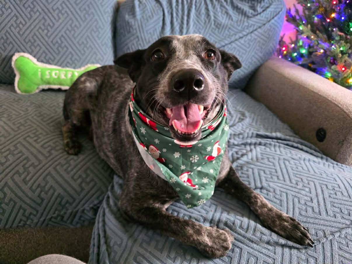 Enlarge Lucy, a Adoptable mixed breed in Willow Grove, PA image 1/6