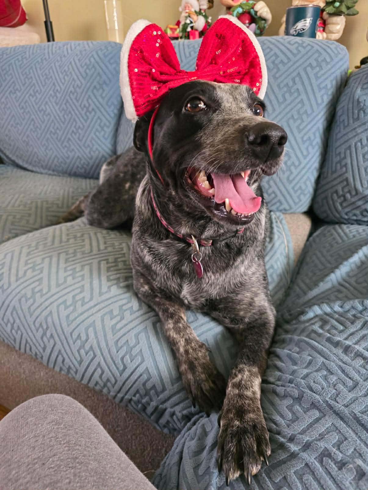 Enlarge Lucy, a Adoptable mixed breed in Willow Grove, PA image 6/6