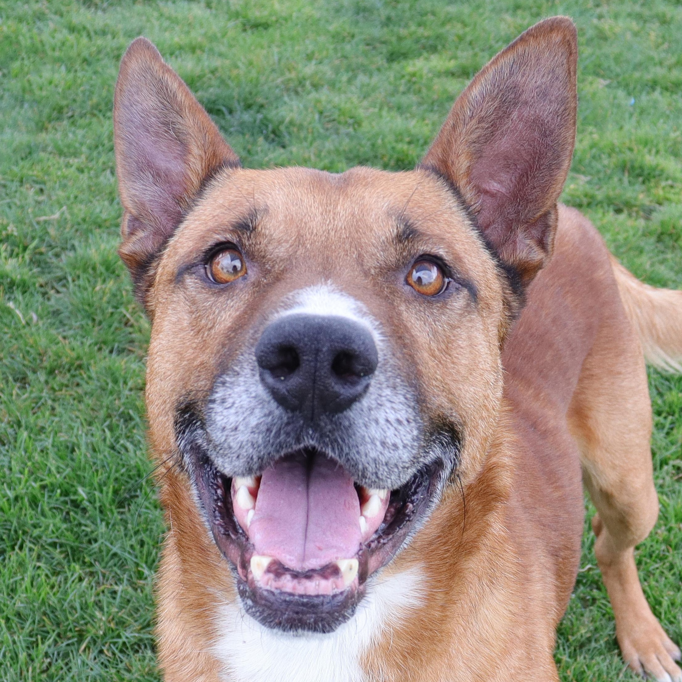 Arlo, Adoptable, Adult Male Shepherd.
