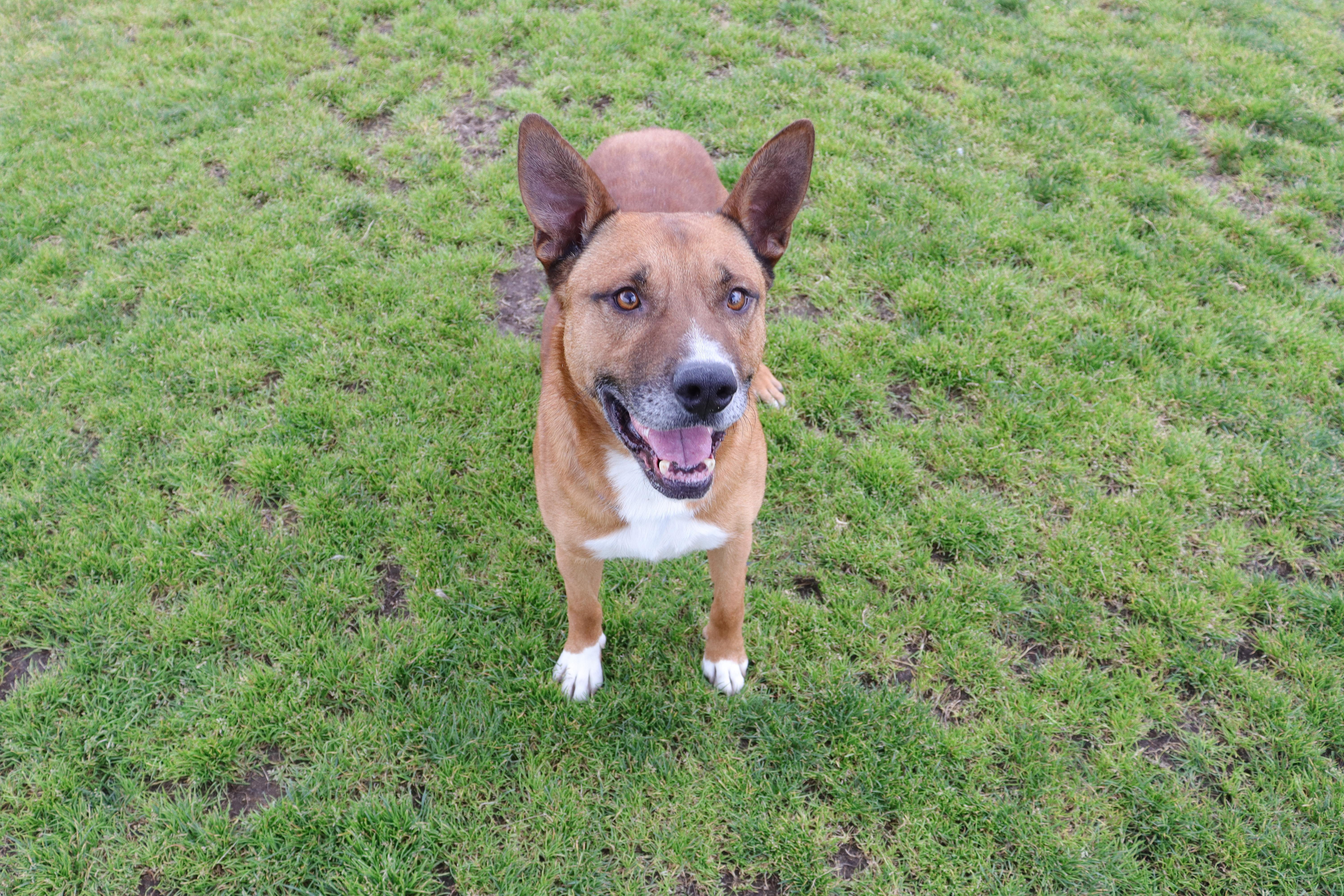 Arlo, a Adoptable mixed breed in Clovis, CA image 3/4