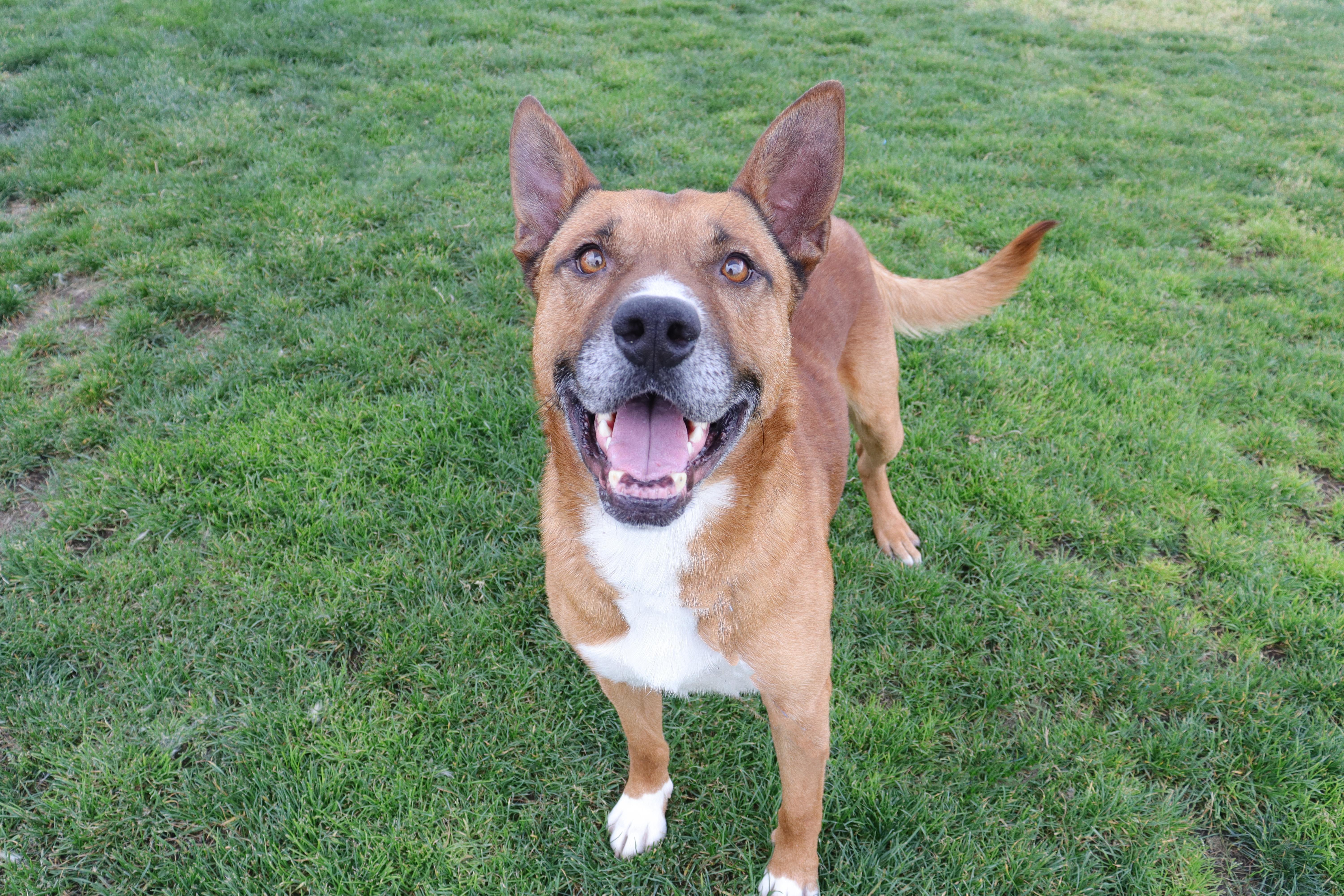 Arlo, a Adoptable mixed breed in Clovis, CA image 4/4