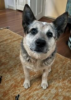 Enlarge Rye, a ADOPTABLE Australian Cattle Dog / Blue Heeler in Hyannis, MA image 1/2