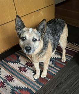Enlarge Rye, a ADOPTABLE Australian Cattle Dog / Blue Heeler in Hyannis, MA image 2/2