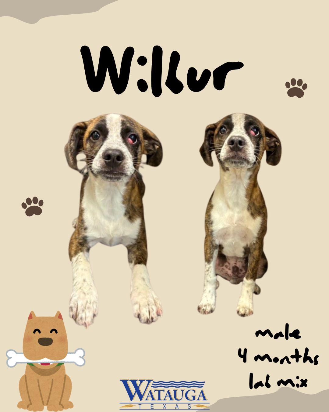 Enlarge Wilbur, a ADOPTABLE mixed breed in Watauga, TX image 1/1