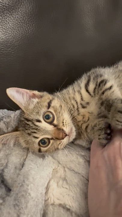 Enlarge Turbo, a Adoptable Domestic Short Hair in New Orleans, LA video 6/6