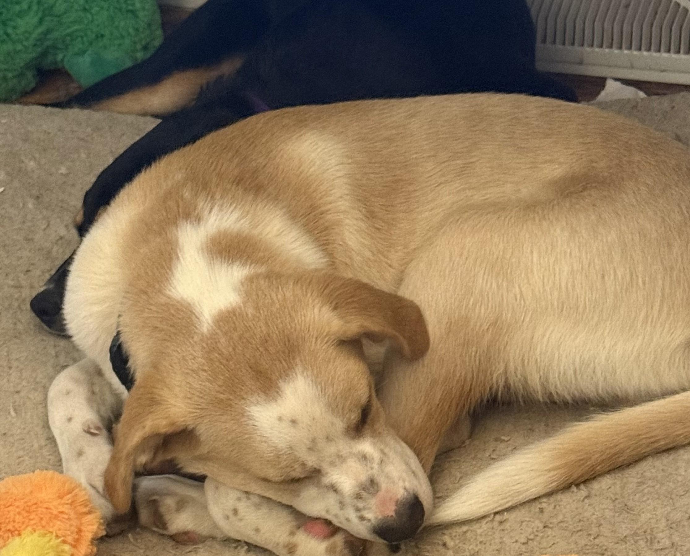 Enlarge Oliver, a Adoptable mixed breed in Albany, NY image 5/6