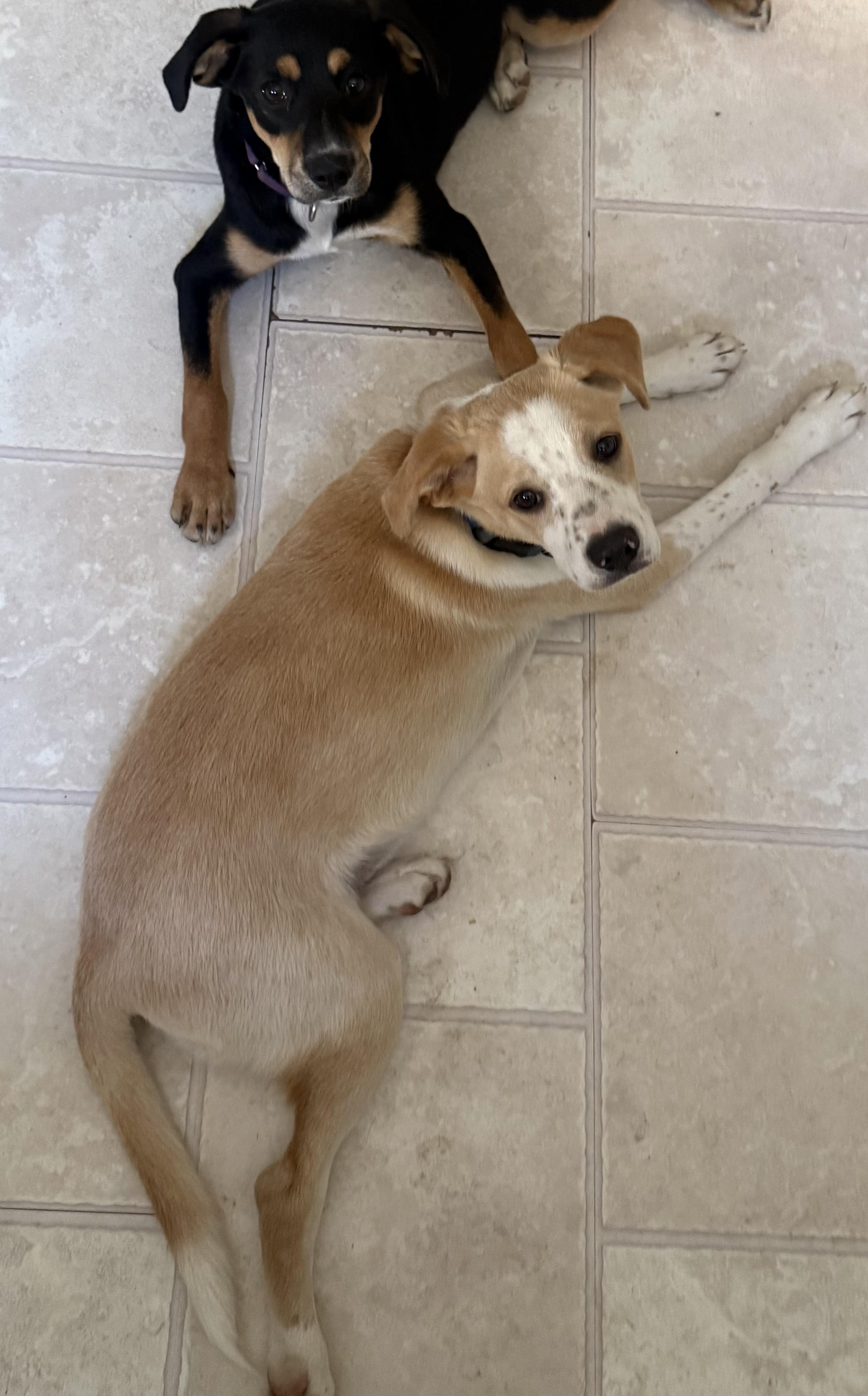 Enlarge Oliver, a Adoptable mixed breed in Albany, NY image 3/6