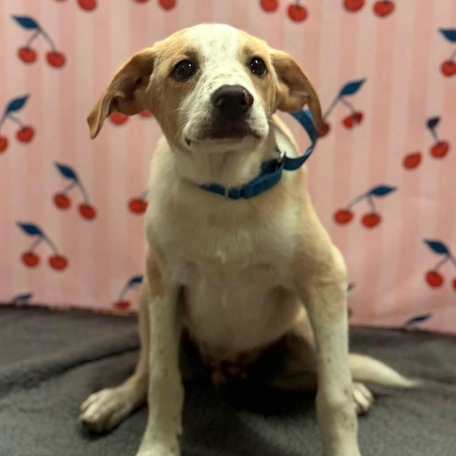 Oliver, Adoptable, Puppy Male Labrador Retriever.