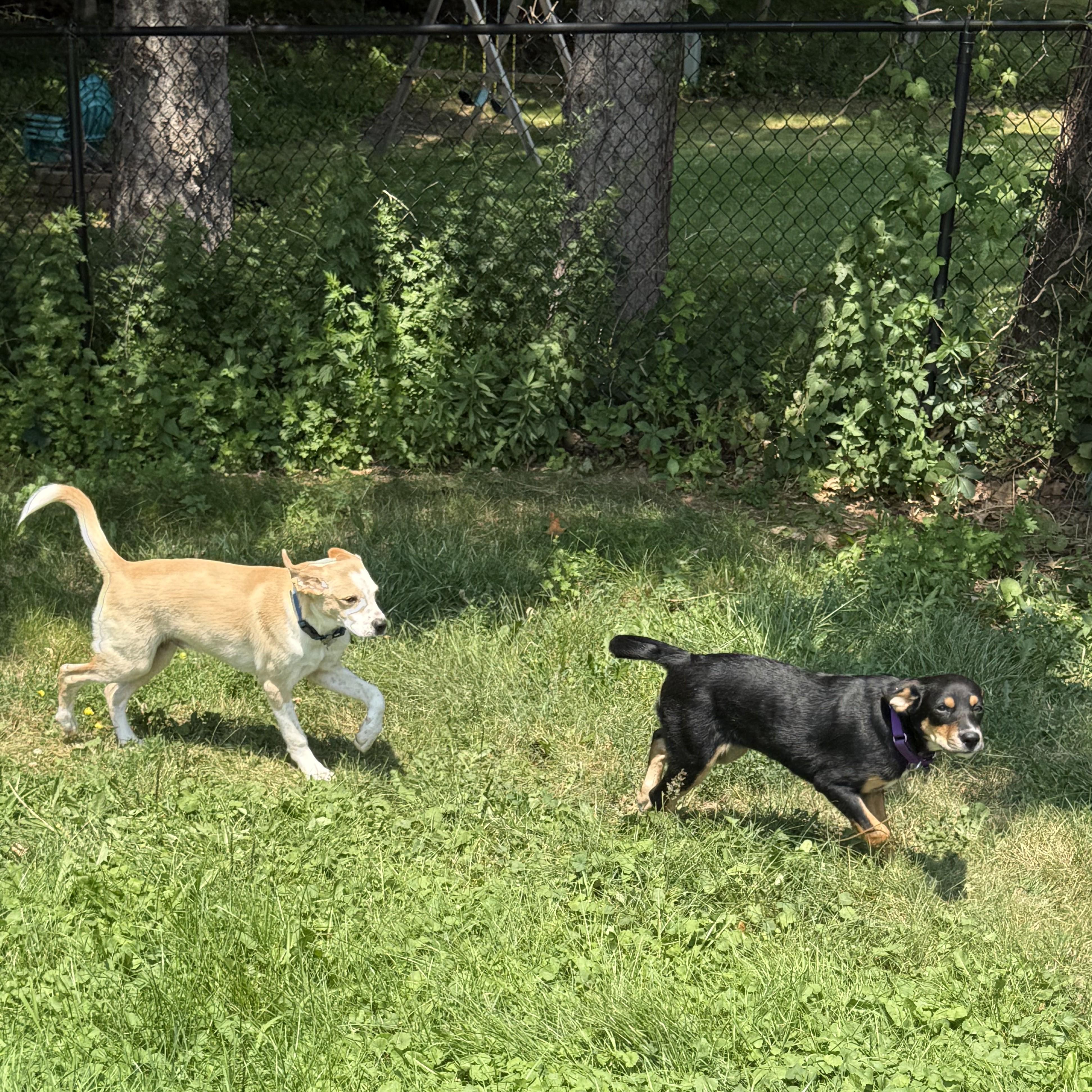 Enlarge Oliver, a Adoptable mixed breed in Albany, NY image 6/6