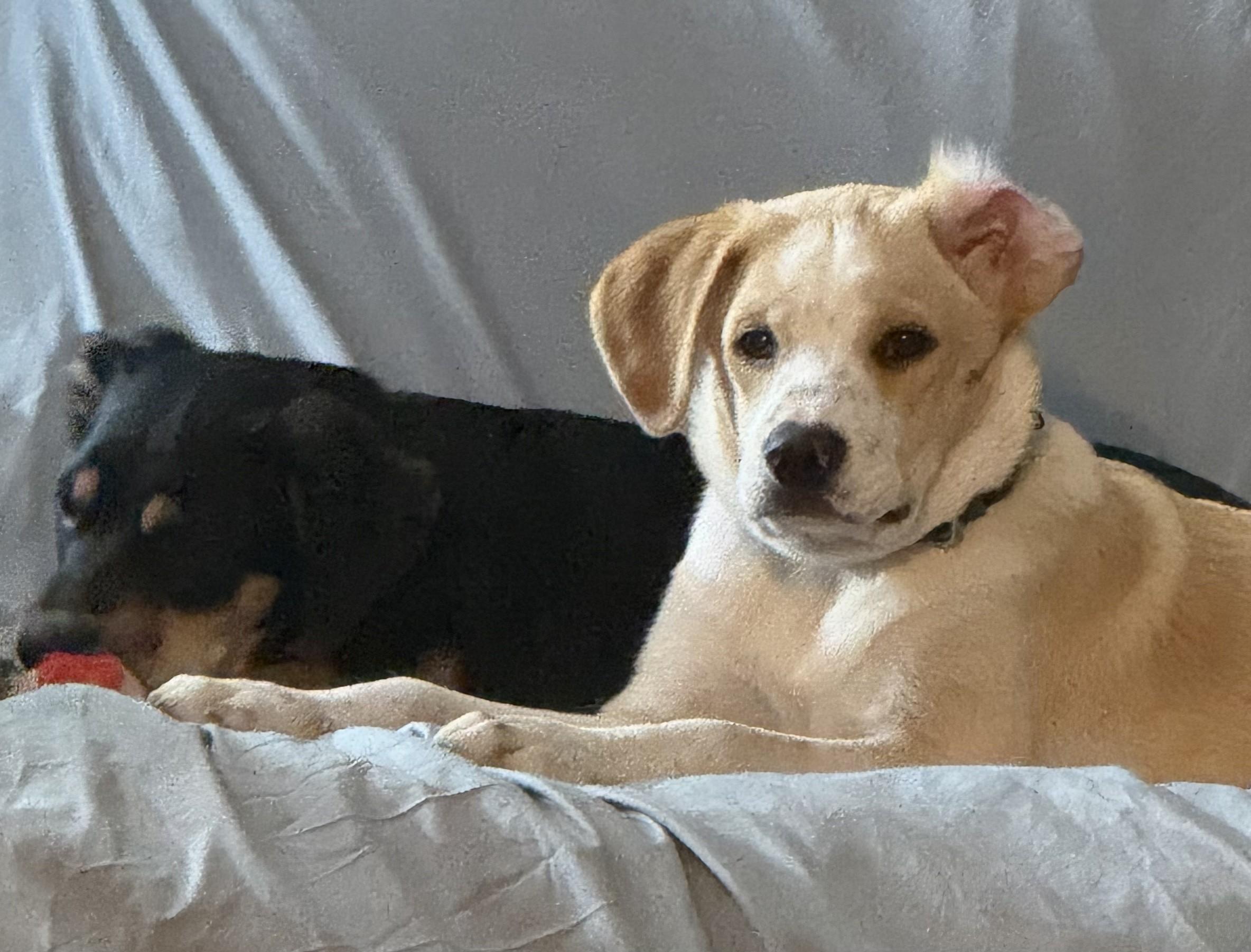 Enlarge Oliver, a Adoptable mixed breed in Albany, NY image 2/6
