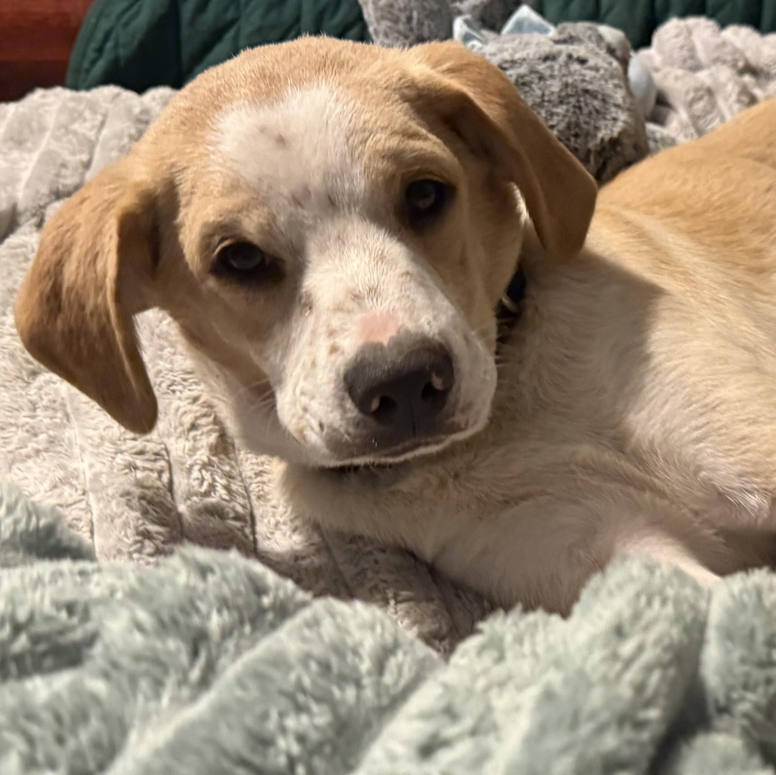 Oliver, Adoptable, Puppy Male Labrador Retriever.