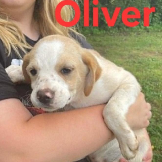Enlarge Oliver, a Adoptable mixed breed in Albany, NY image 2/2
