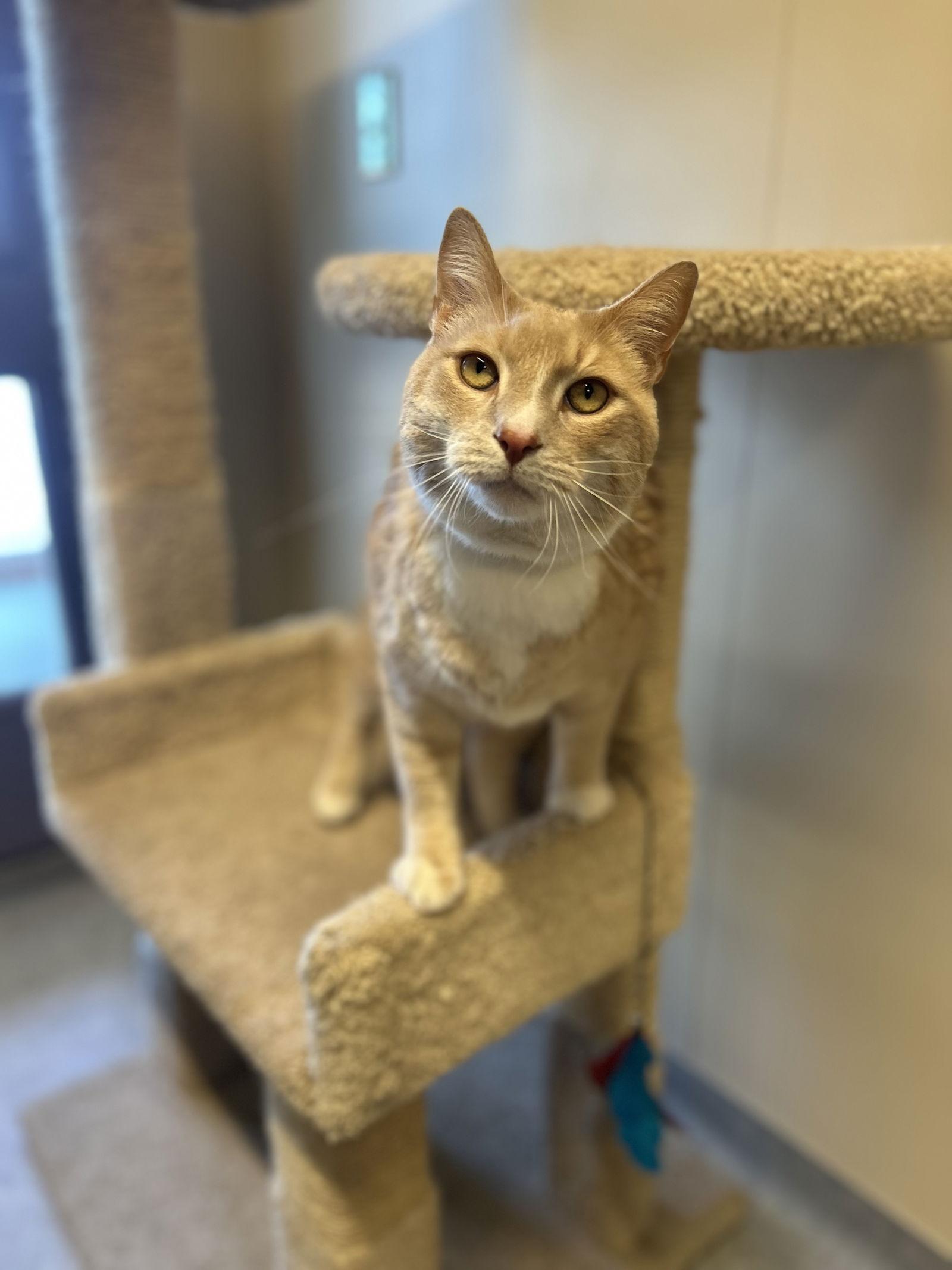 Chomper — thumbnail 2