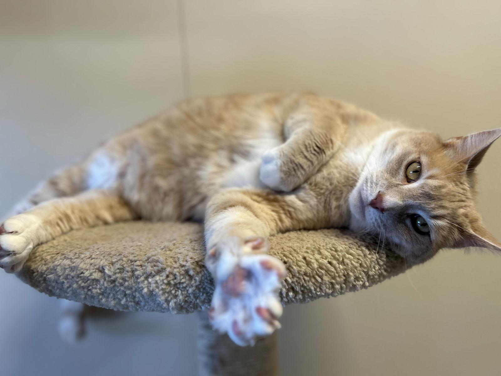 Chomper — thumbnail 3