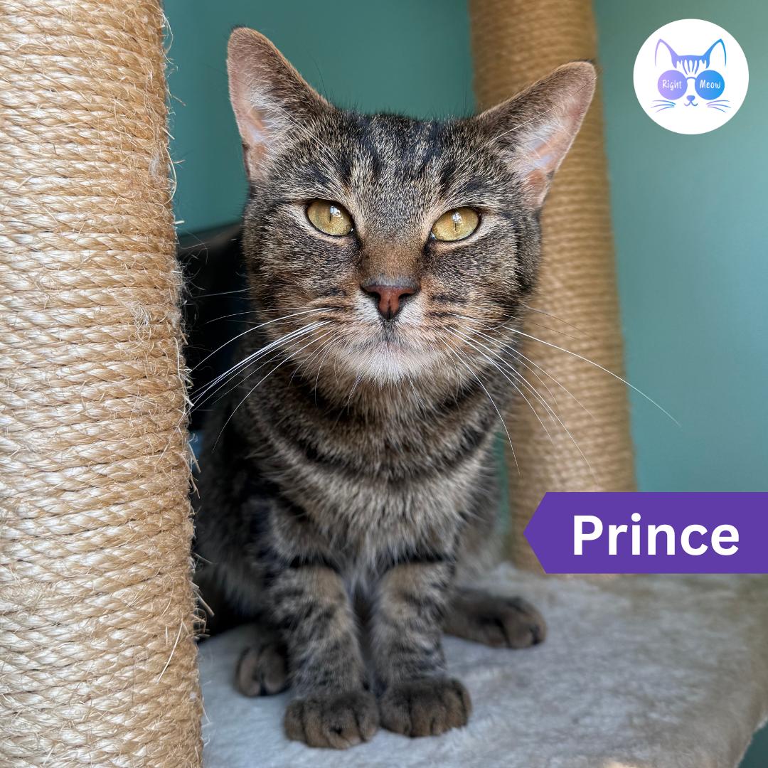 Prince, Adopted, Adult Male Domestic Short Hair.