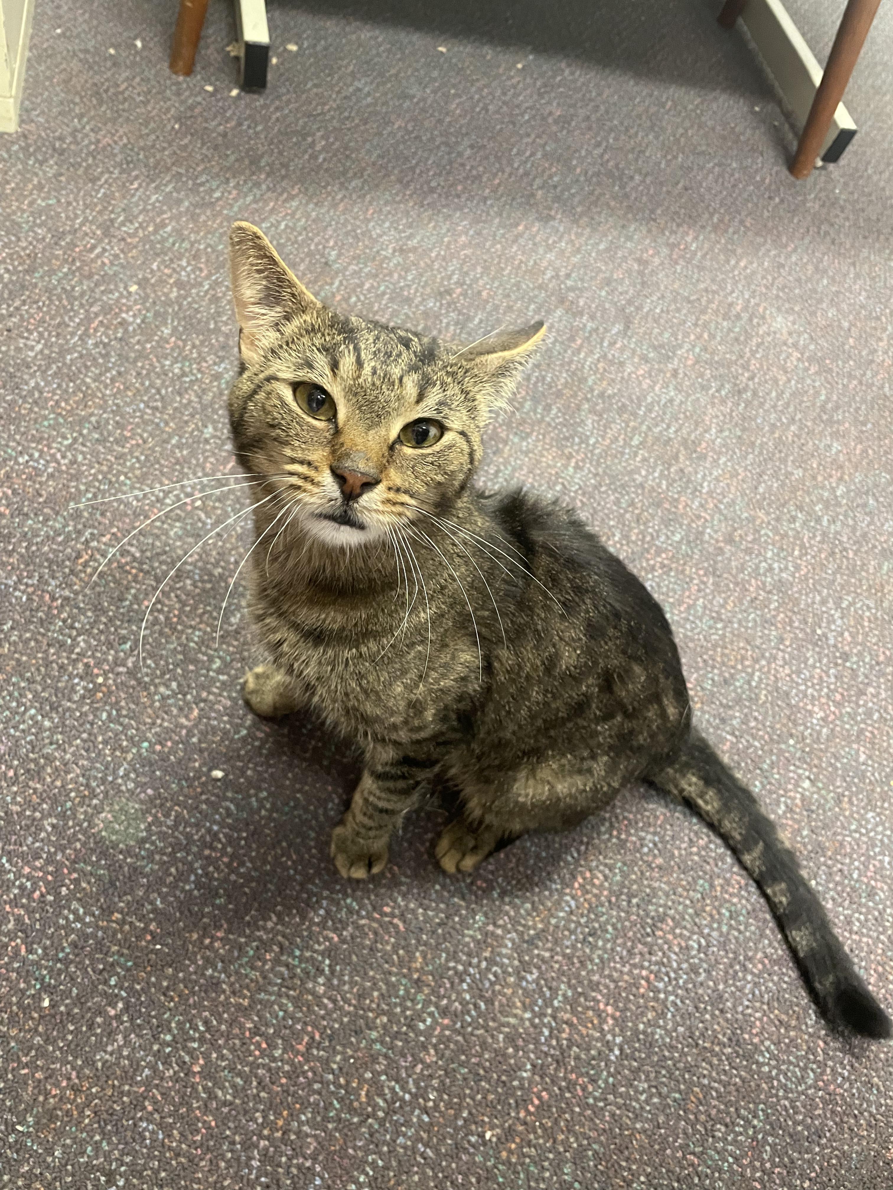 Enlarge Prince, a Adopted Domestic Short Hair in Penfield, NY image 5/6