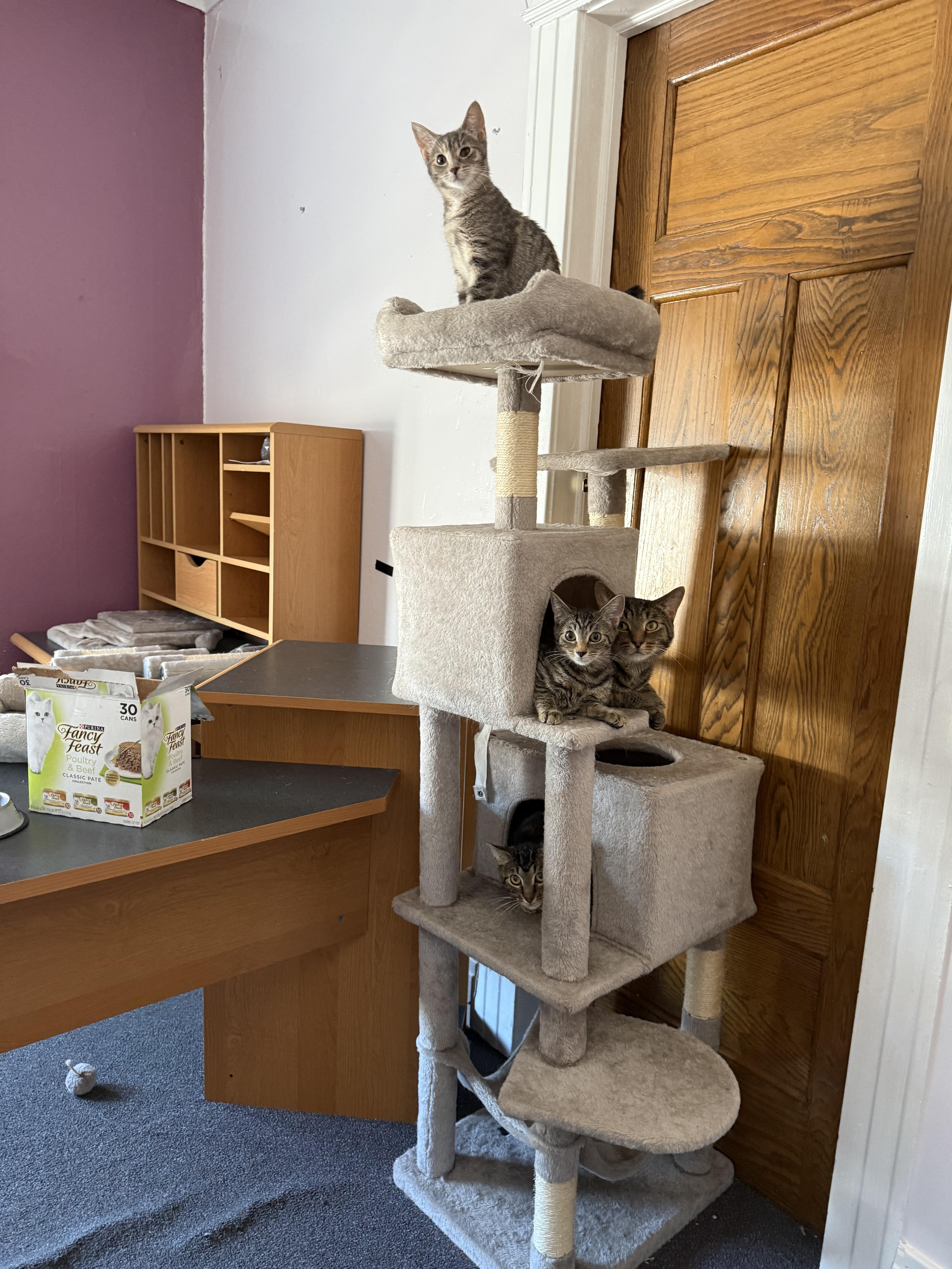 Enlarge Prince, a Adopted Domestic Short Hair in Penfield, NY image 6/6