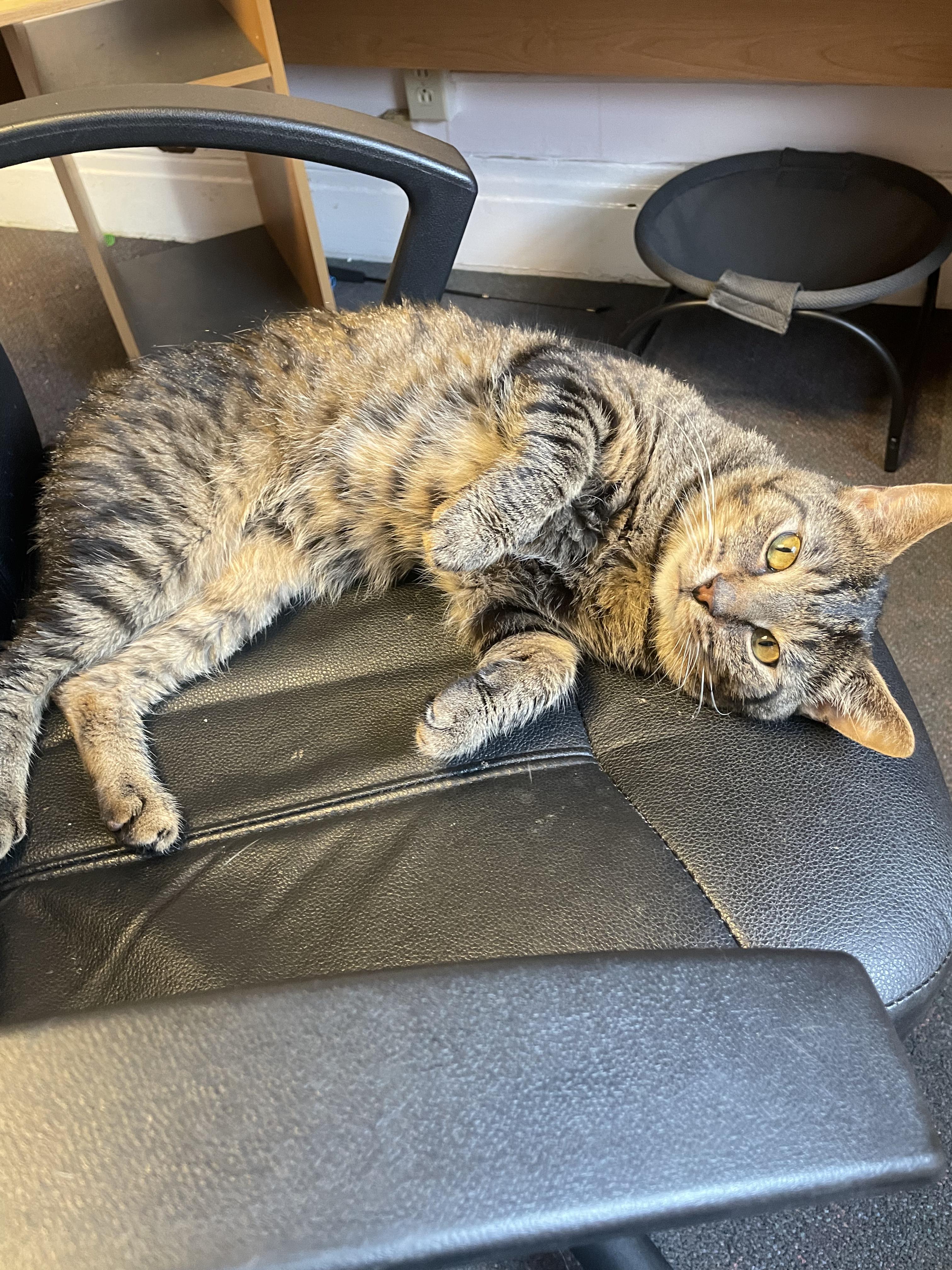 Enlarge Prince, a Adopted Domestic Short Hair in Penfield, NY image 3/6