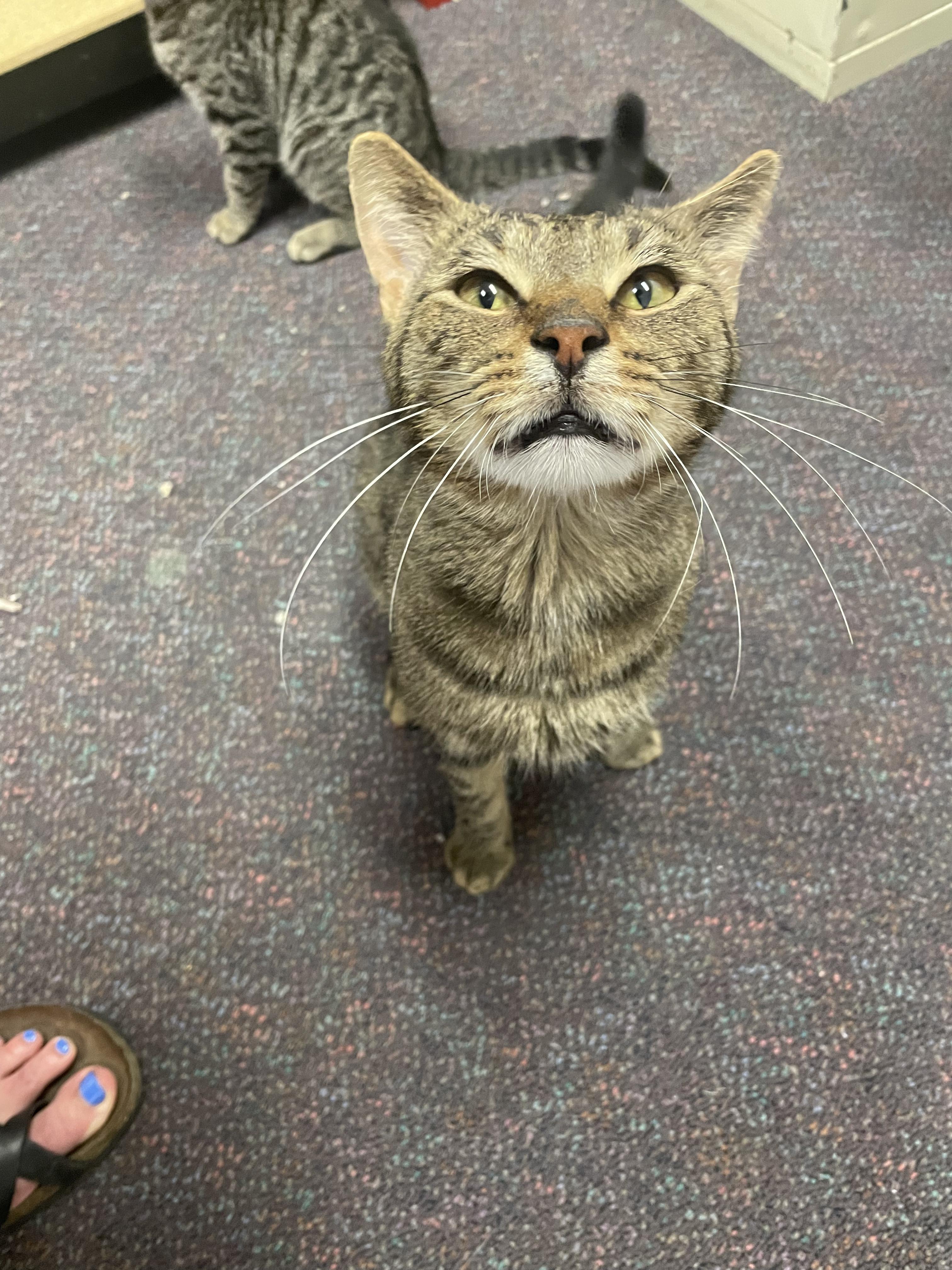 Enlarge Prince, a Adopted Domestic Short Hair in Penfield, NY image 4/6