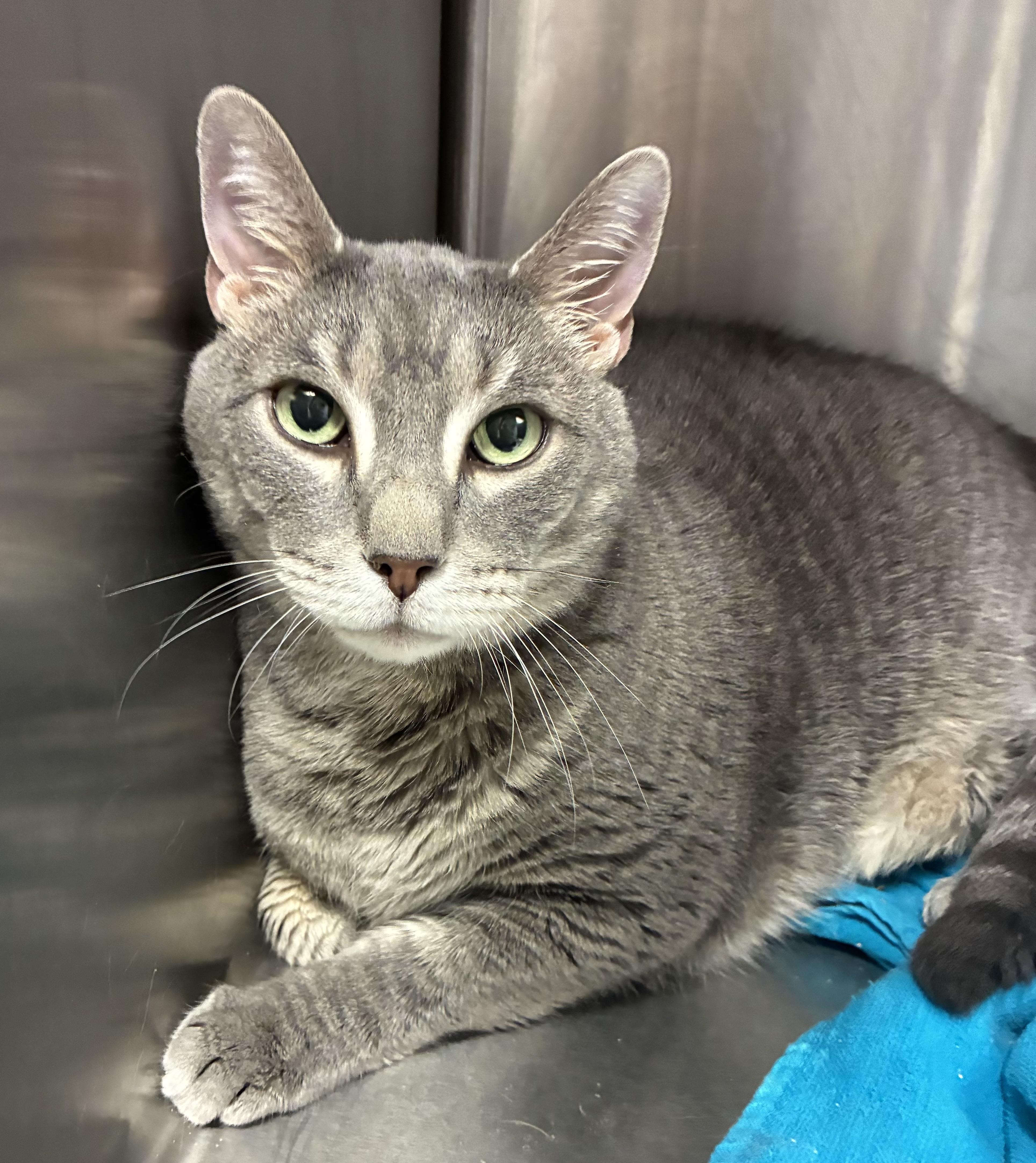 Enlarge Christian, a ADOPTABLE Domestic Short Hair in Breinigsville, PA image 1/1