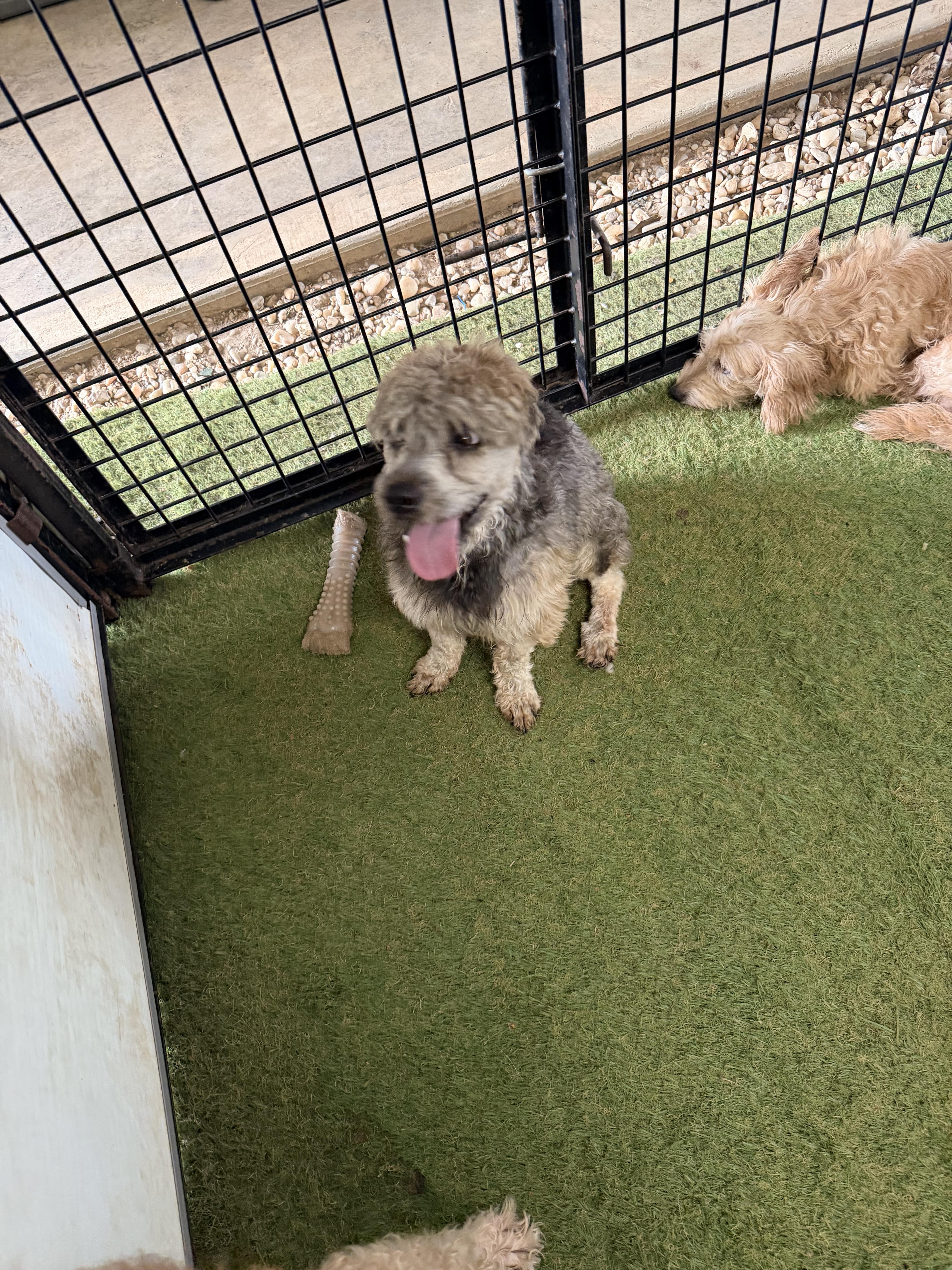 Bob, adopted, Young Male Yorkshire Terrier & Miniature Poodle.